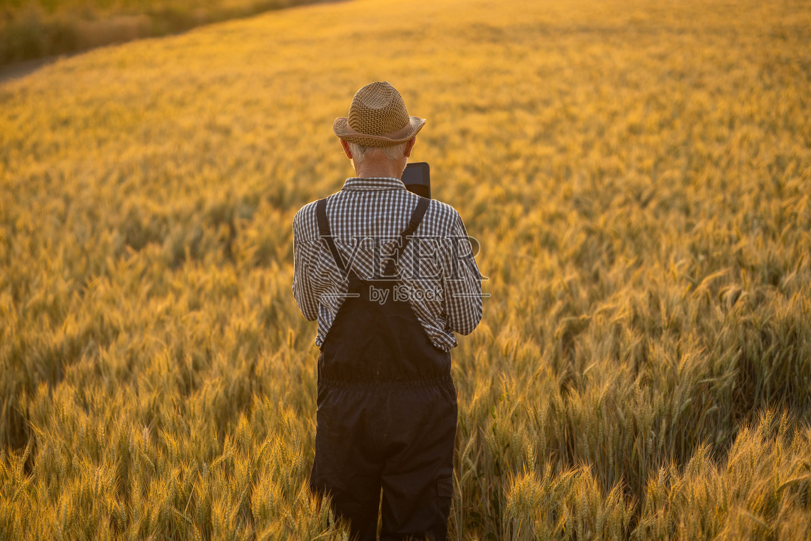 农民在小麦田里使用平板电脑的场景照片摄影图片