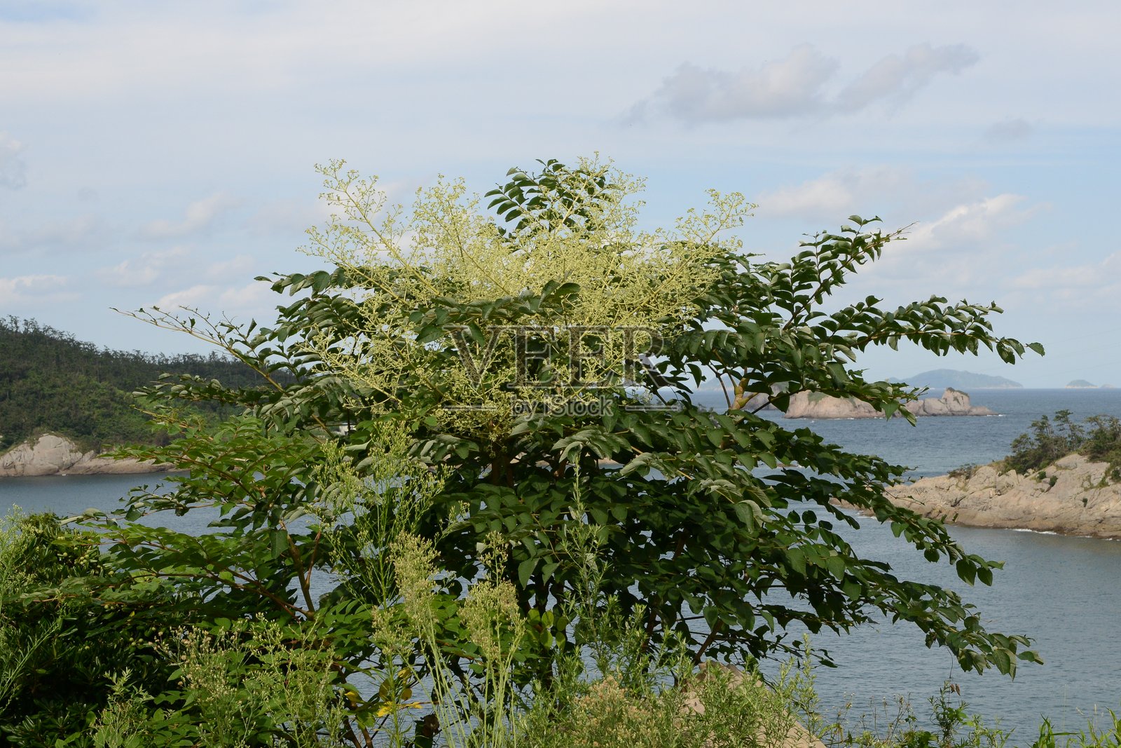 刺五加,具有嫩芽、花朵、水果和冬季枝条的韩国药用树照片摄影图片