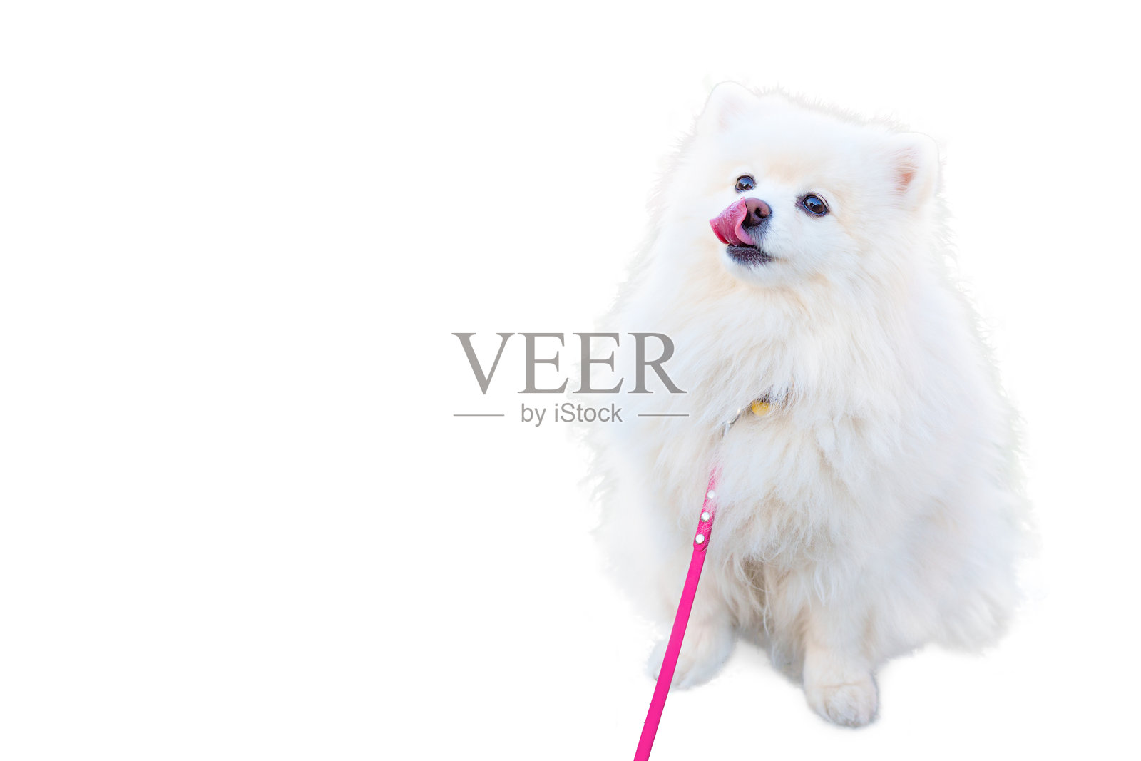 毛茸茸的白色博美犬顽皮地舔着嘴唇,背景为白色照片摄影图片