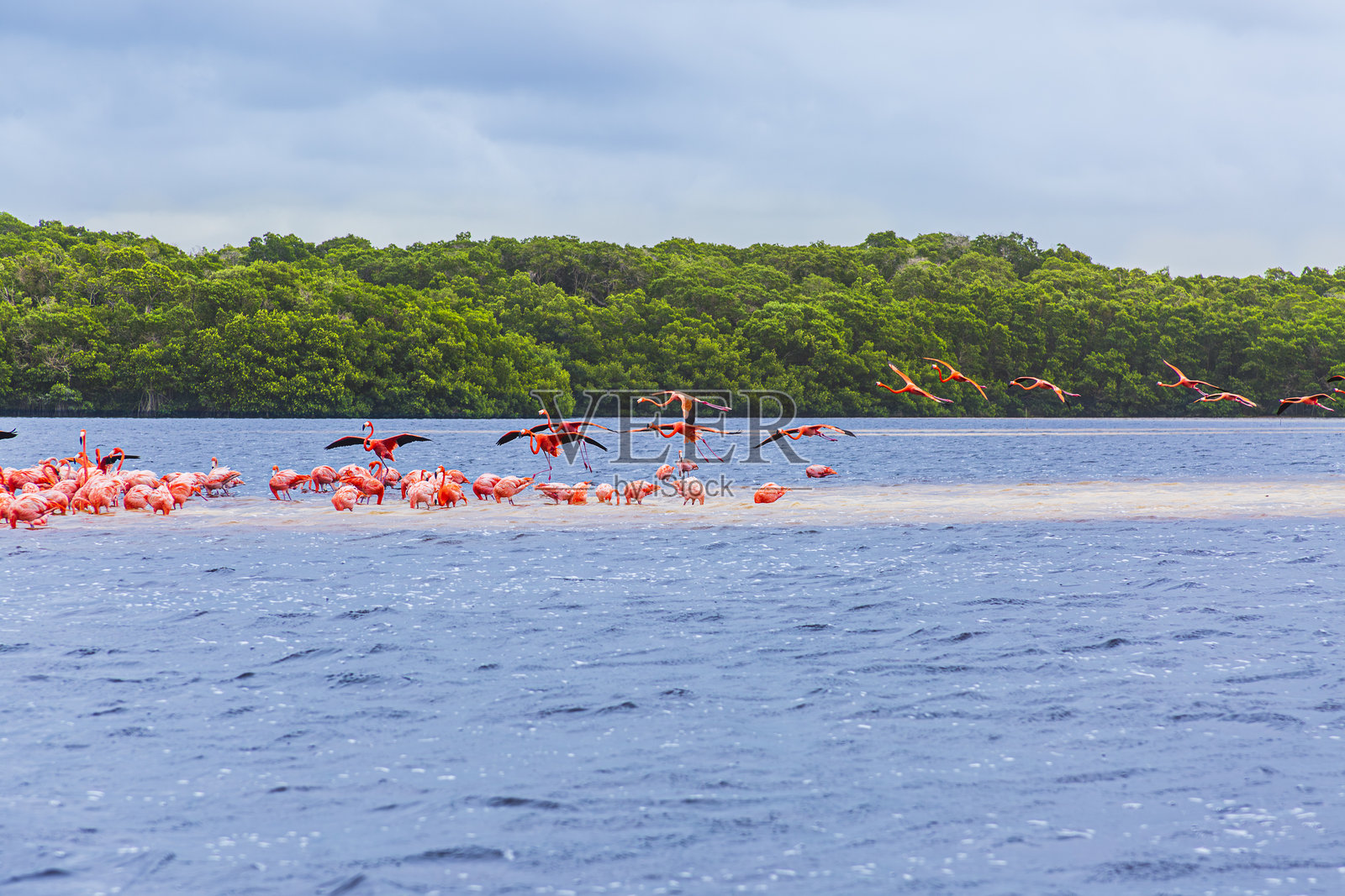 尤卡坦州塞莱斯图恩河口的粉红色火烈鸟。照片摄影图片