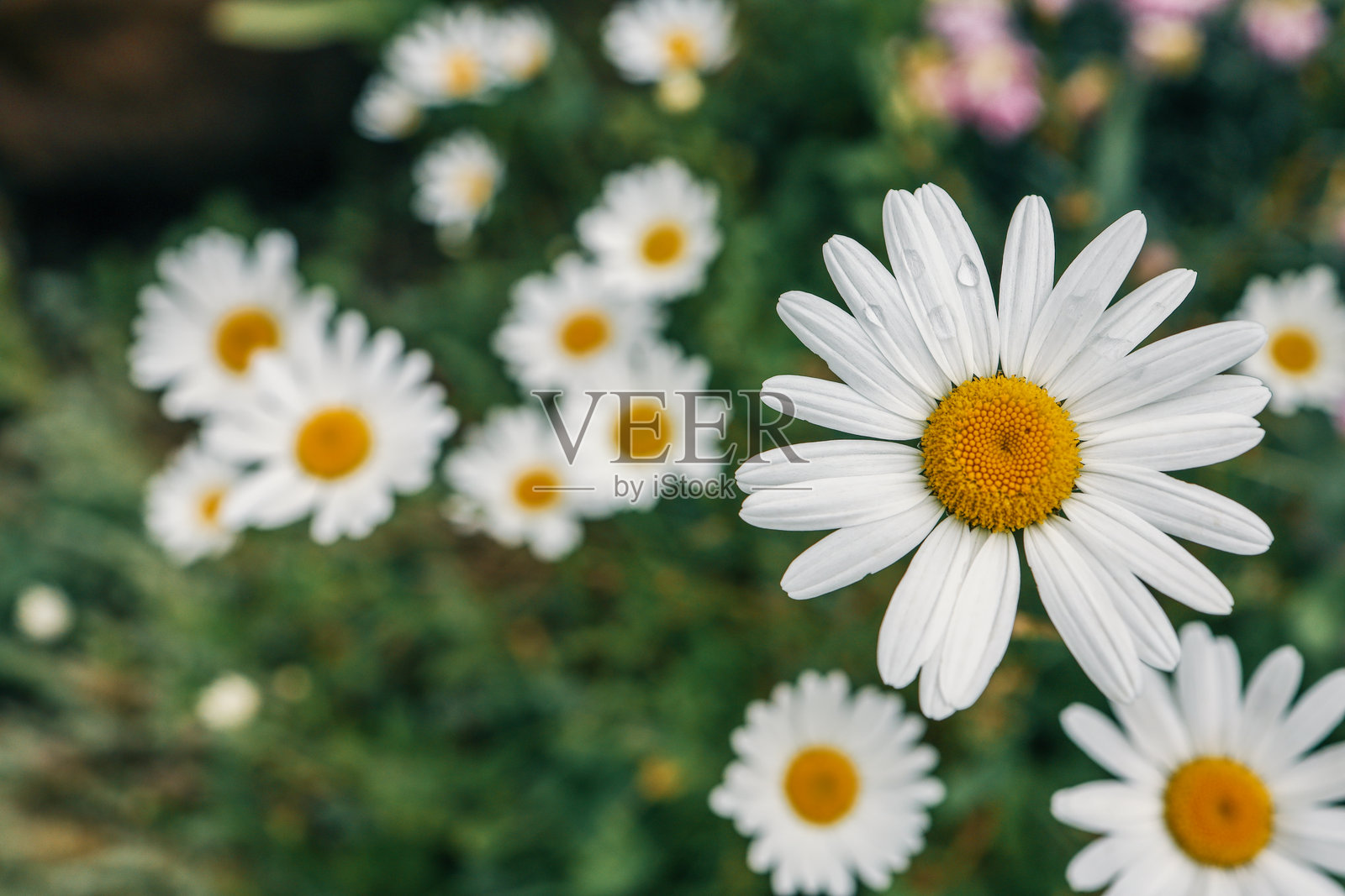 盛夏花园中盛开的雏菊特写,白色花瓣和黄色花心。模糊的绿色叶子和其他雏菊的柔和背景增强了宁静自然的氛围。照片摄影图片