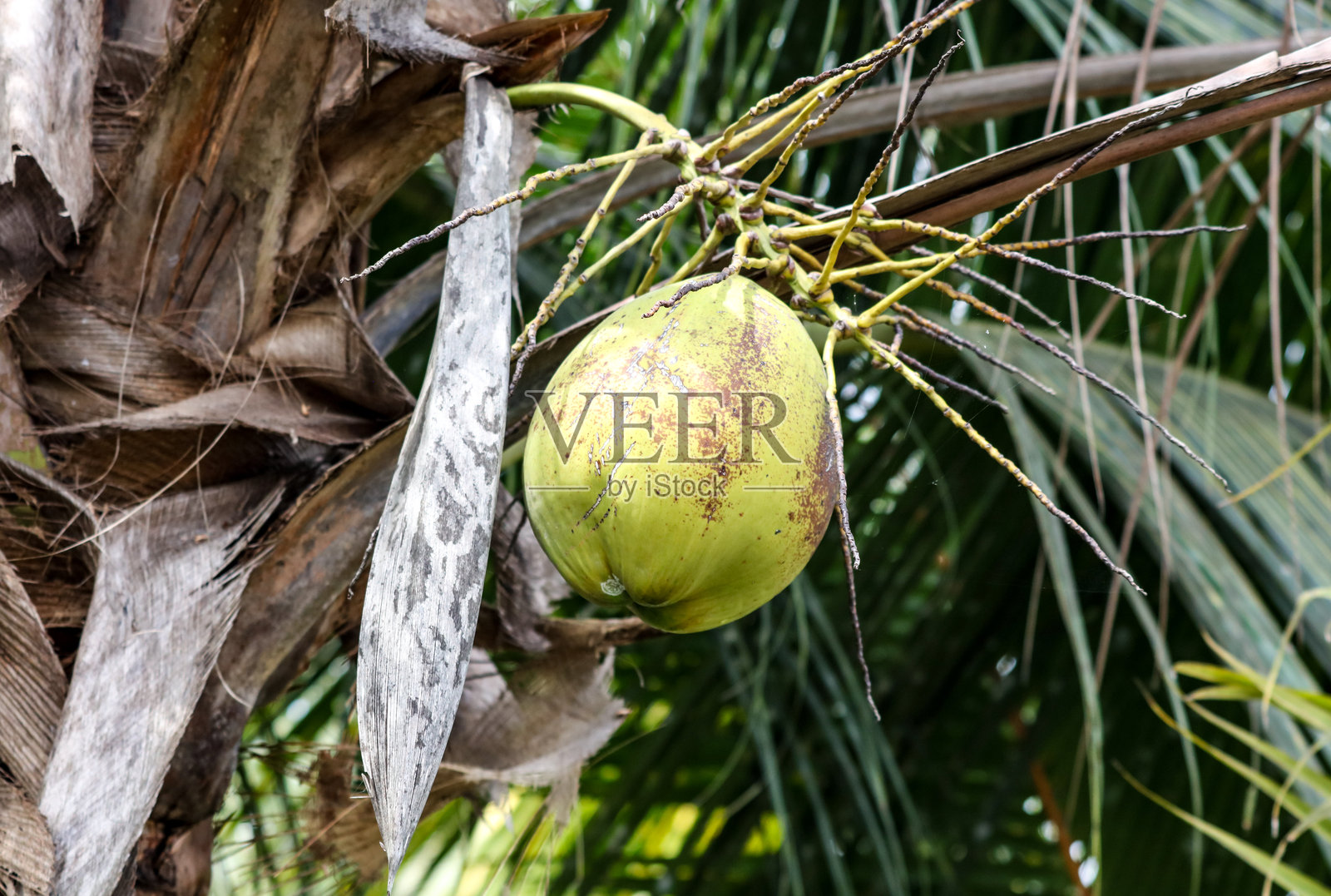 一颗绿色椰子挂在树上照片摄影图片