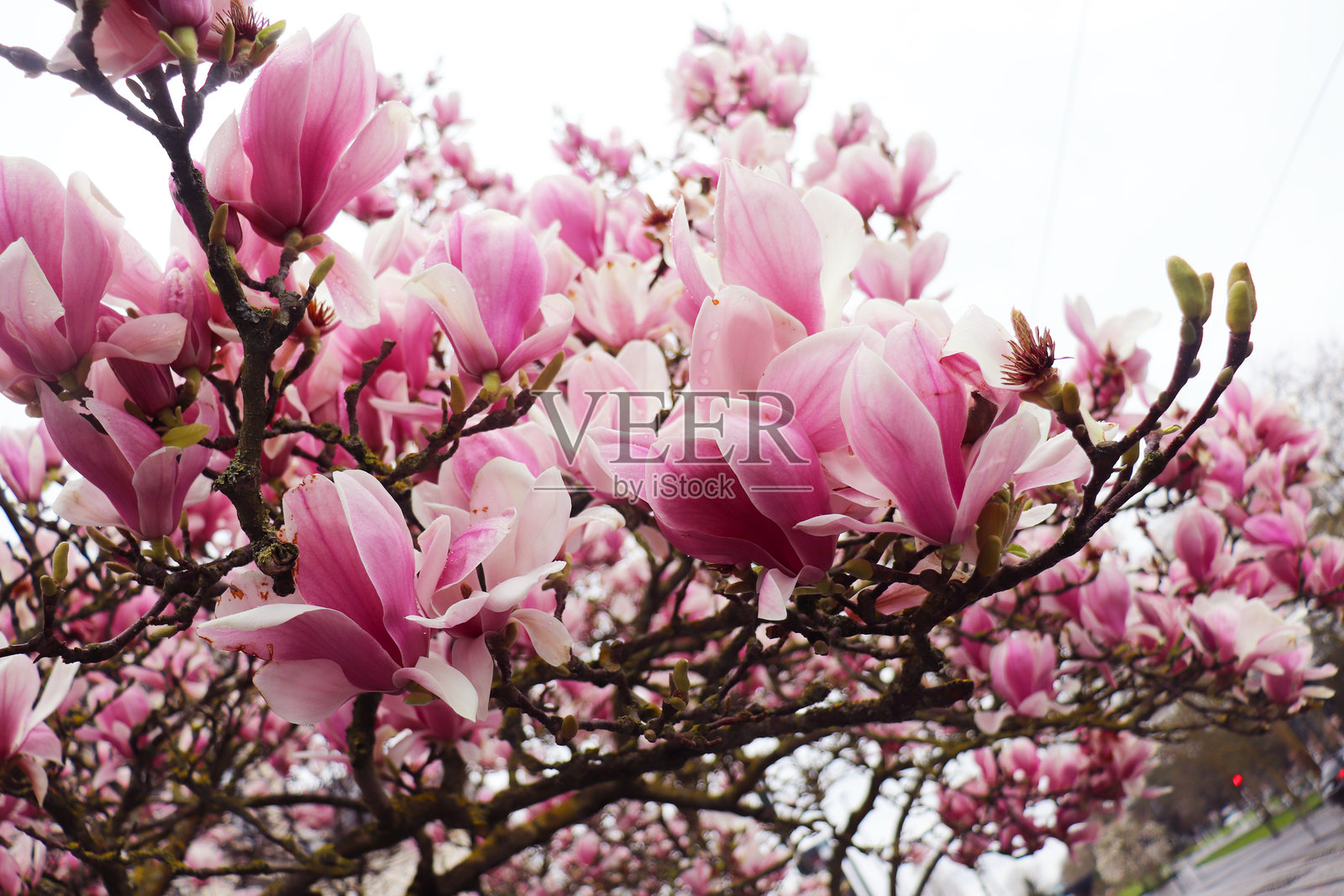 盛开的粉色木兰花枝照片摄影图片