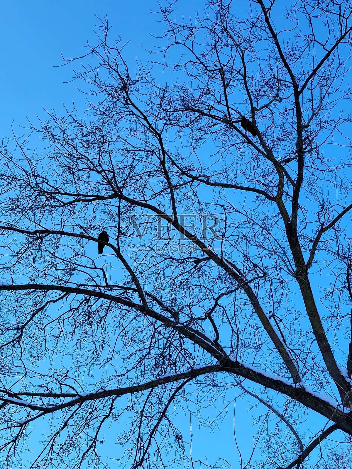 鸟儿栖息在树枝上,背景是蓝天照片摄影图片