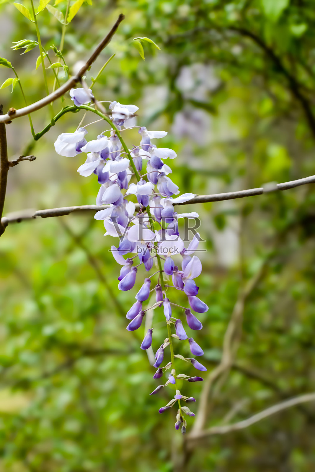 春天的花朵 - 紫藤照片摄影图片