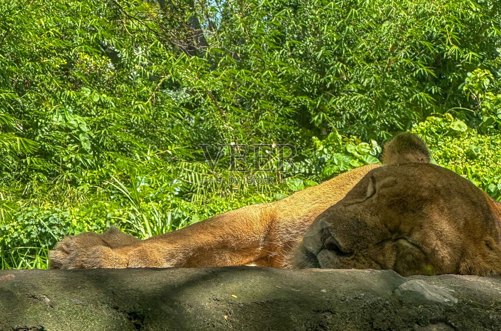 母狮在郁郁葱葱的绿树丛中休息。照片摄影图片