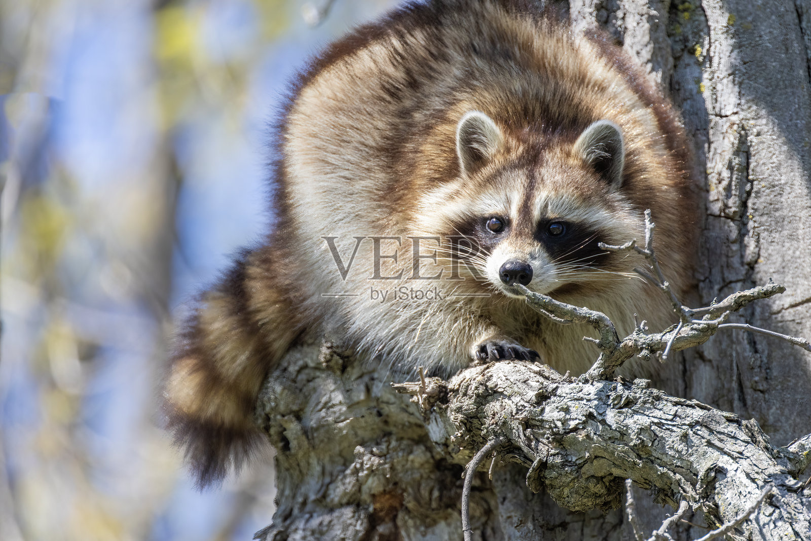 美洲浣熊、北方浣熊或普通浣熊照片摄影图片