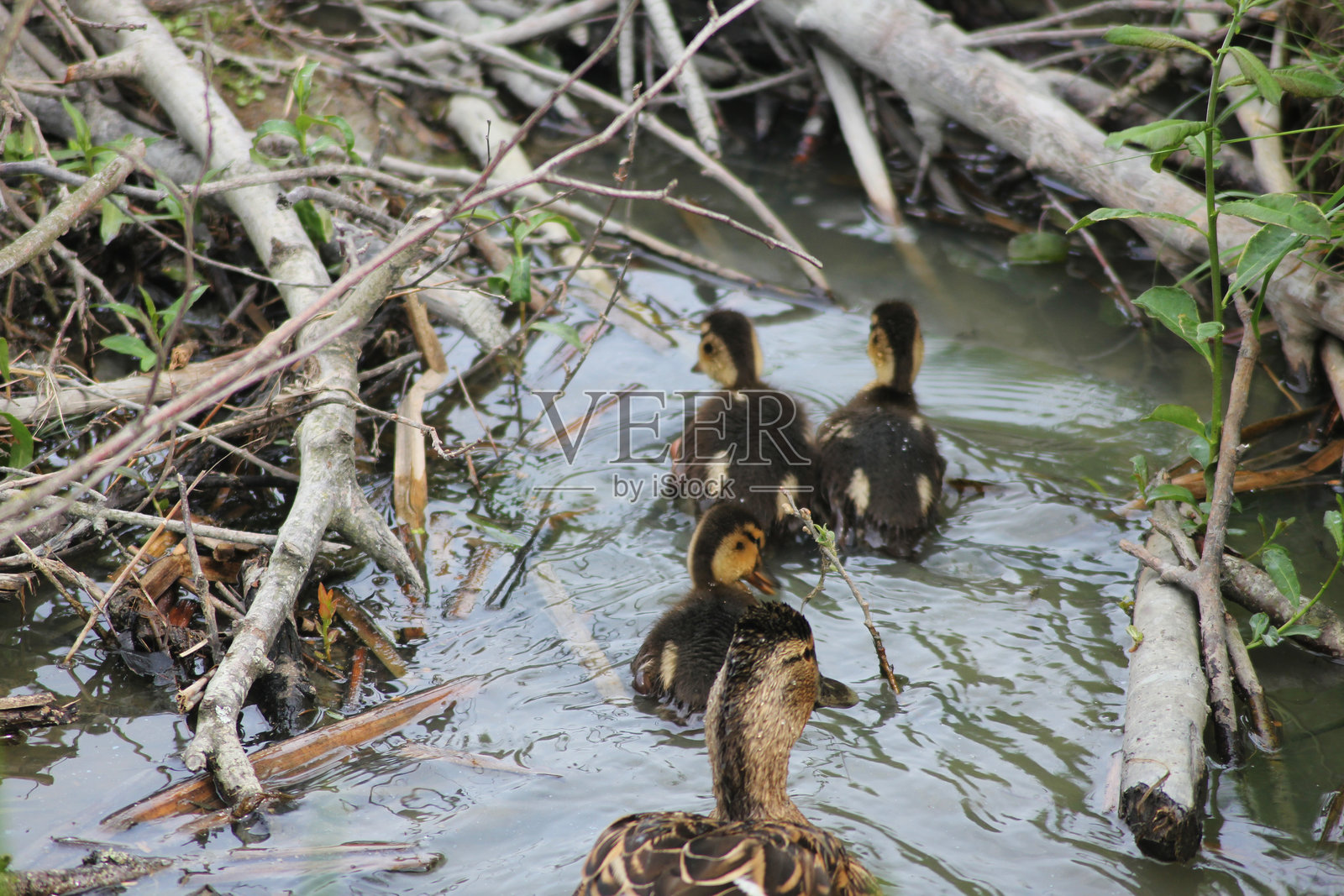 一只母野鸭带着她的小鸭子在水中游泳照片摄影图片