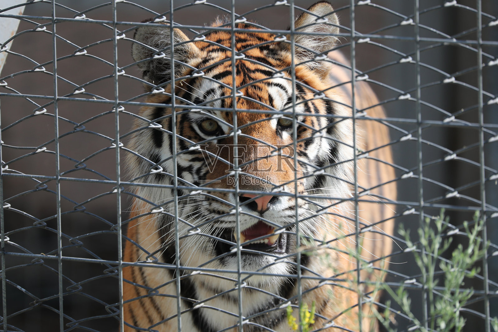 笼中老虎的肖像照片摄影图片