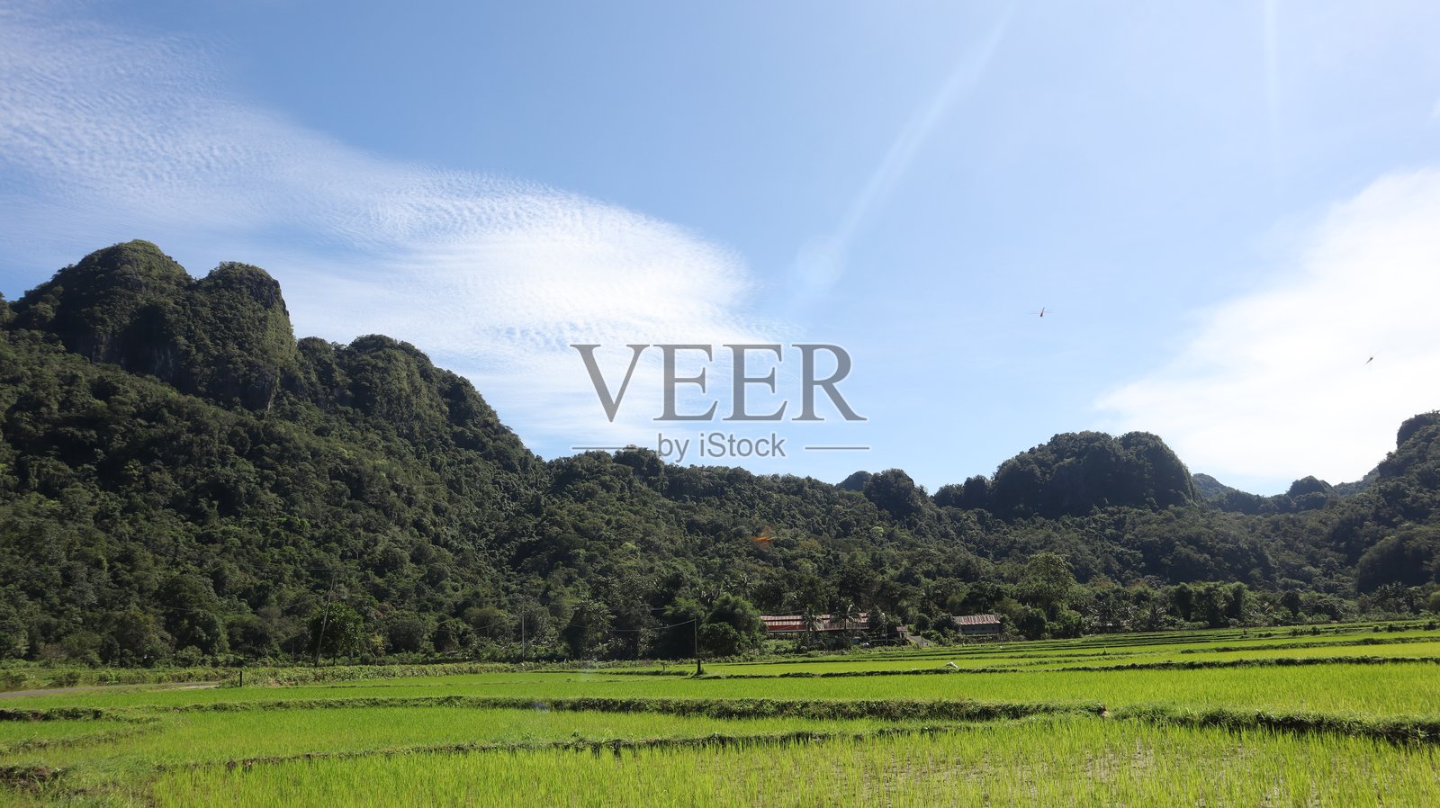 绿稻田的景观照片摄影图片