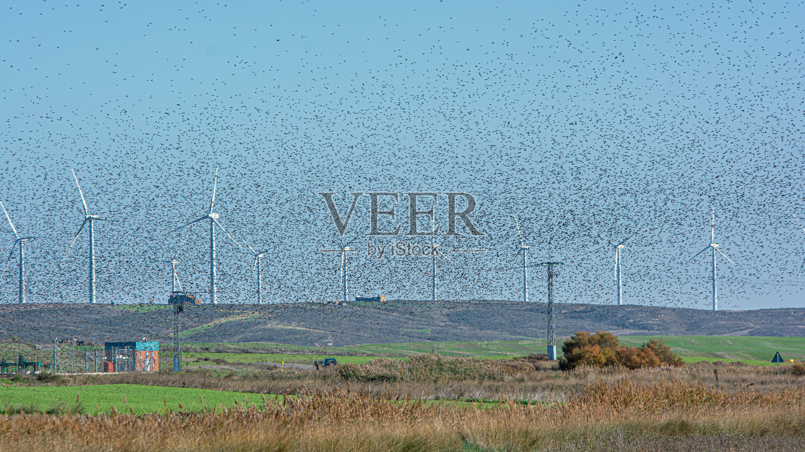 一群星鸦在风力涡轮机之间翩翩起舞照片摄影图片