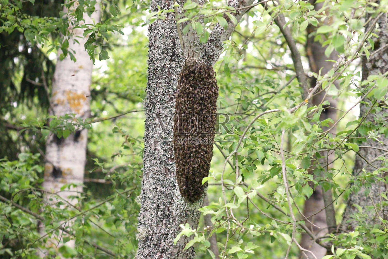 树上的蜜蜂群照片摄影图片