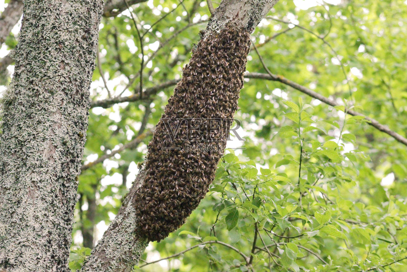 树上的一群蜜蜂照片摄影图片