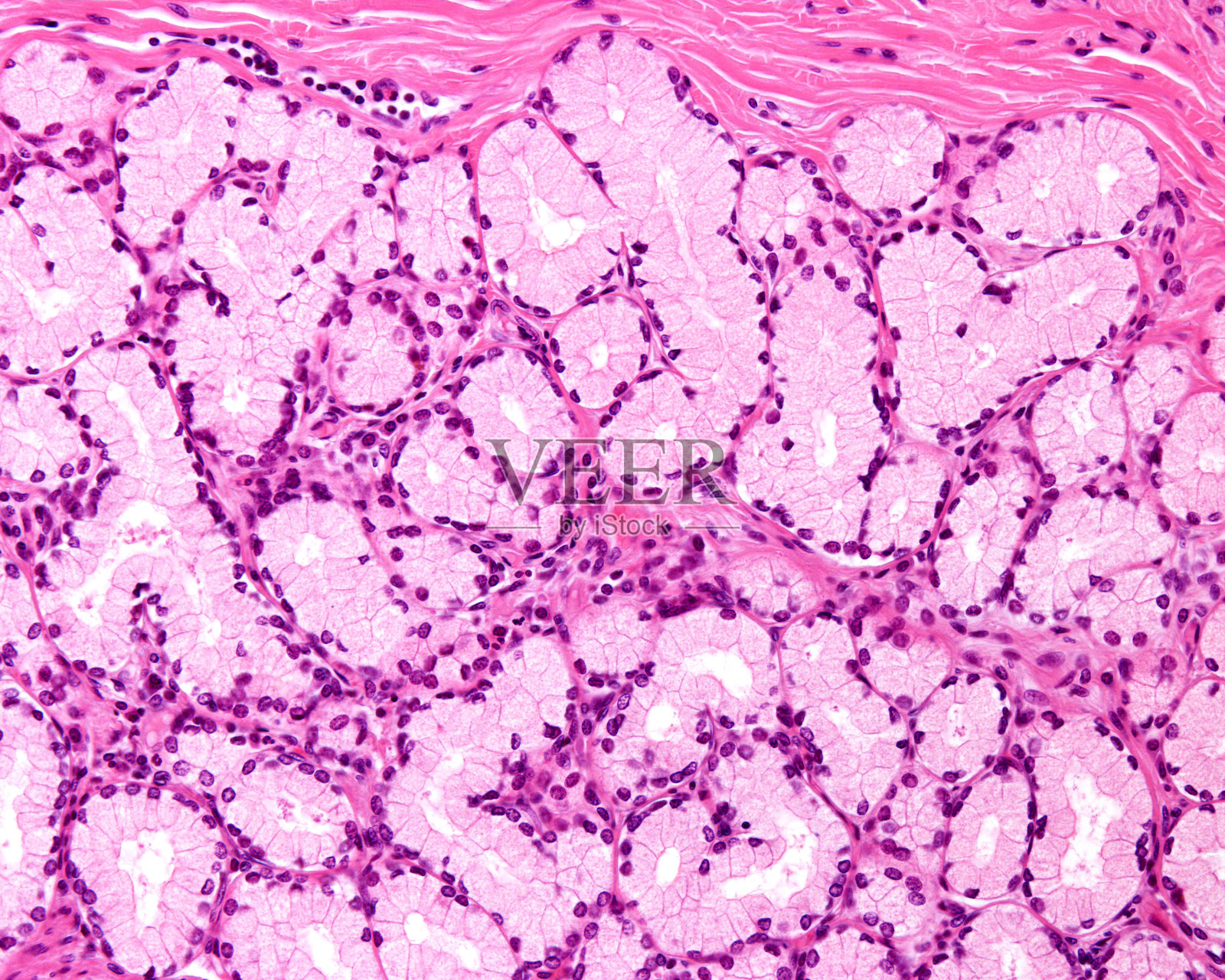 粘液腺照片摄影图片