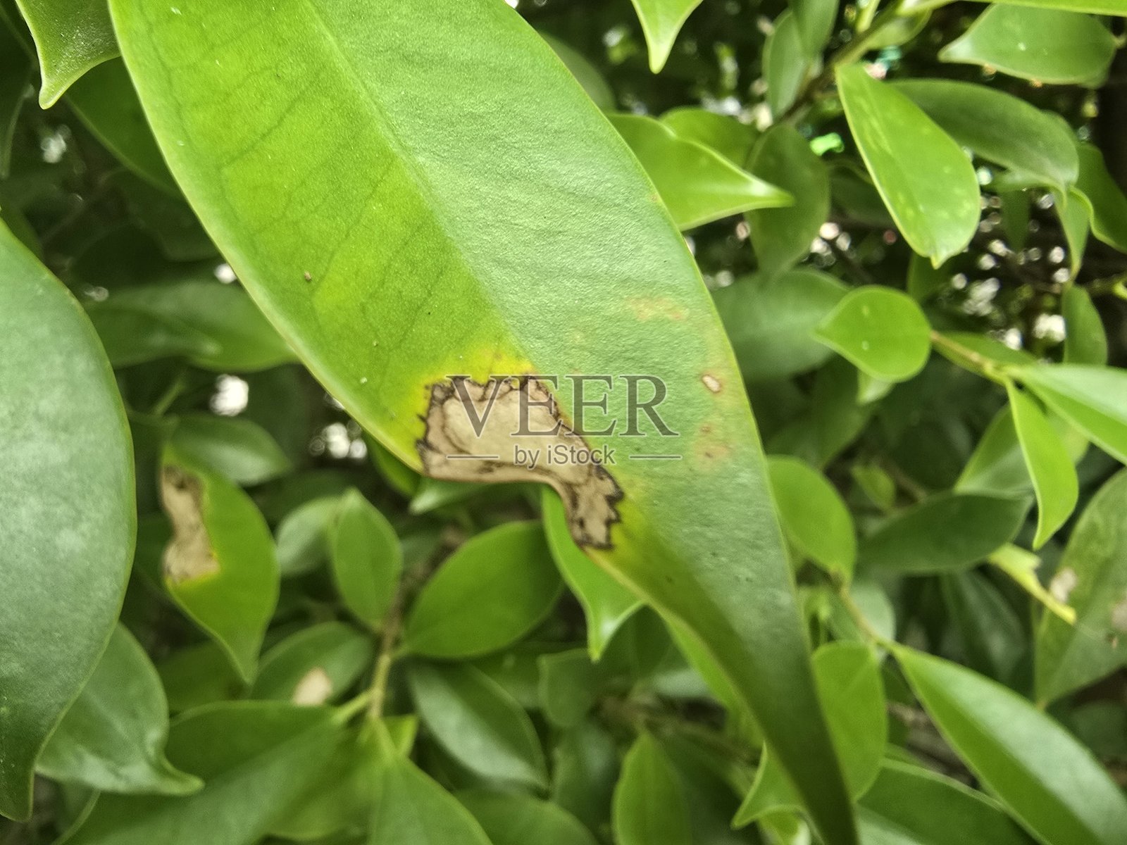 绿色叶子边缘发棕的特写,背景自然照片摄影图片