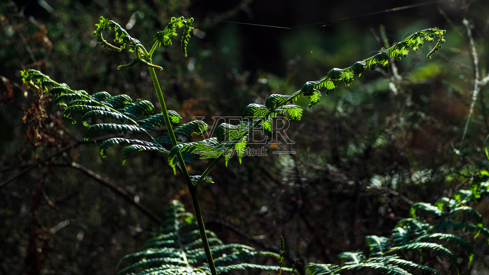 绿色蕨类植物照片摄影图片