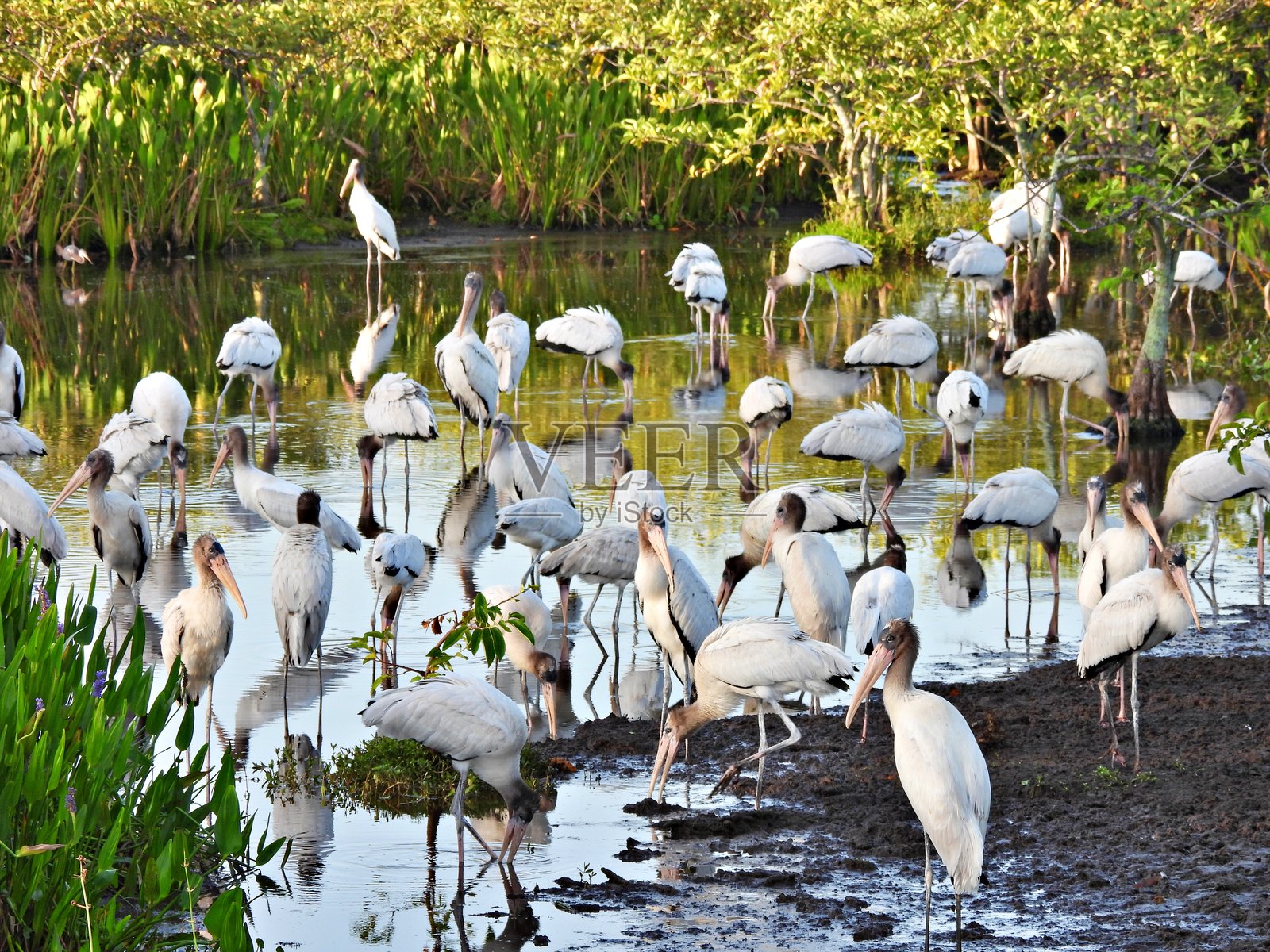 美洲木鹳(Mycteria americana) - 一群幼鸟在湖中觅食照片摄影图片