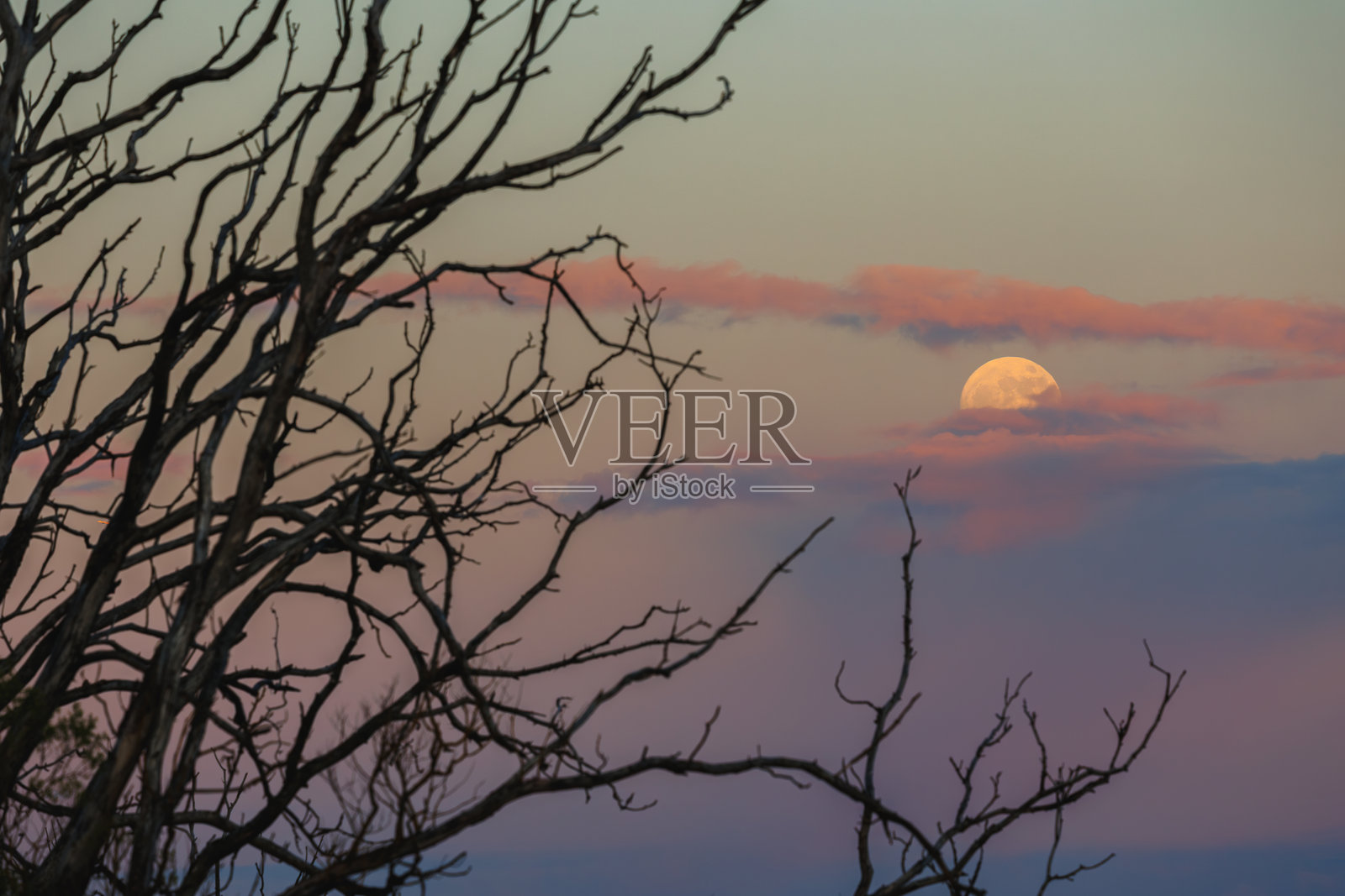 在宁静的户外,光秃的树枝间展现出一个阴森的月光之夜照片摄影图片