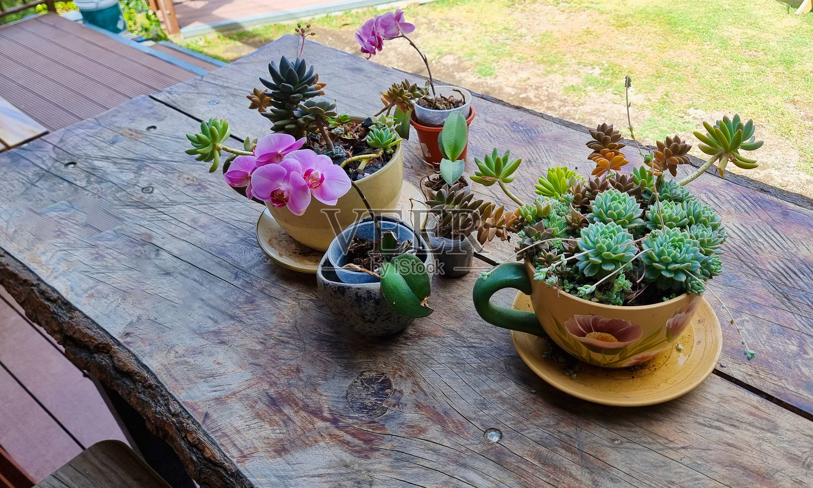 巴拿马,博克特,仙人掌和兰花照片摄影图片