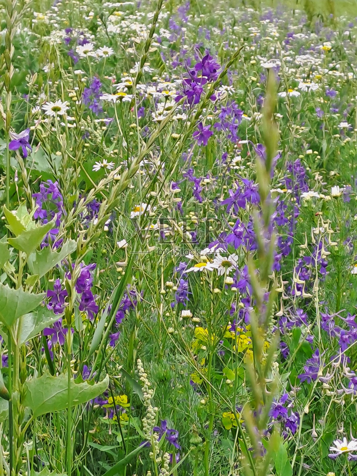 花朵,春天,自然照片摄影图片