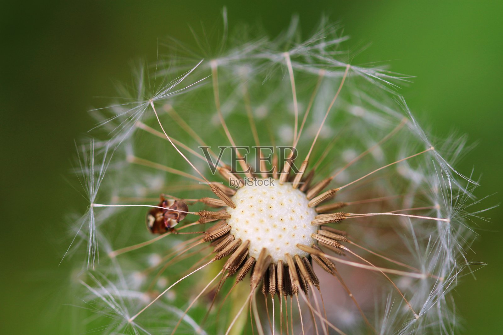蒲公英的愿望低语照片摄影图片