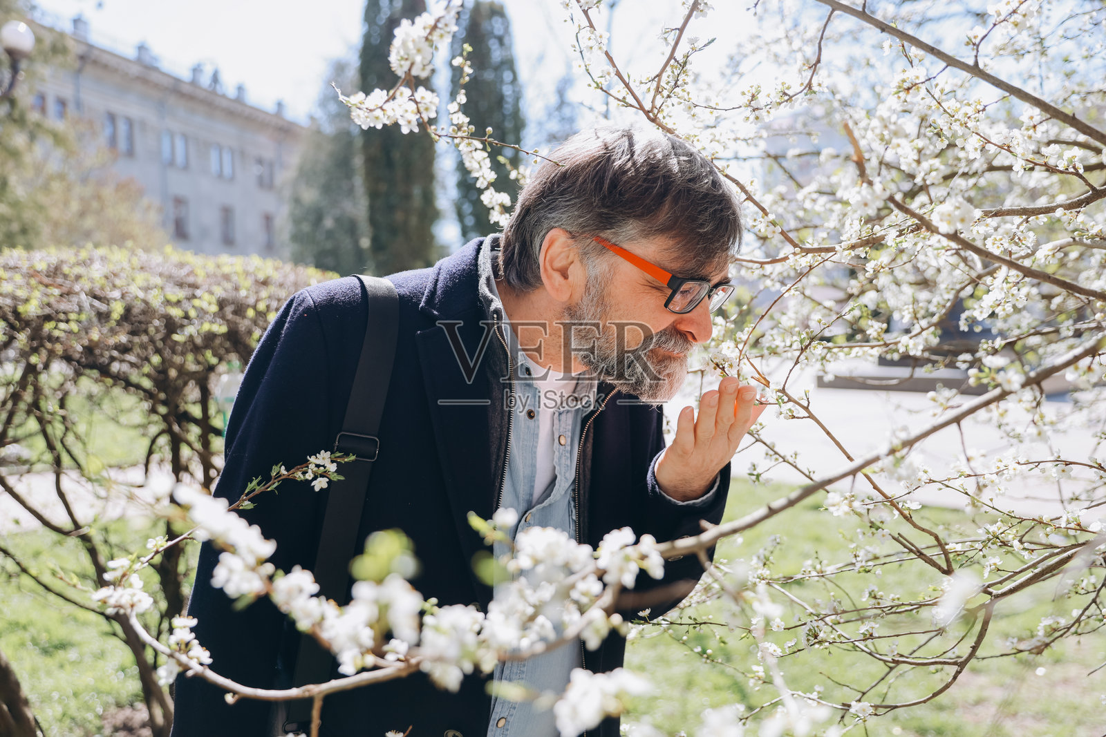 老年男子在春天闻樱花,因过敏而痛苦照片摄影图片