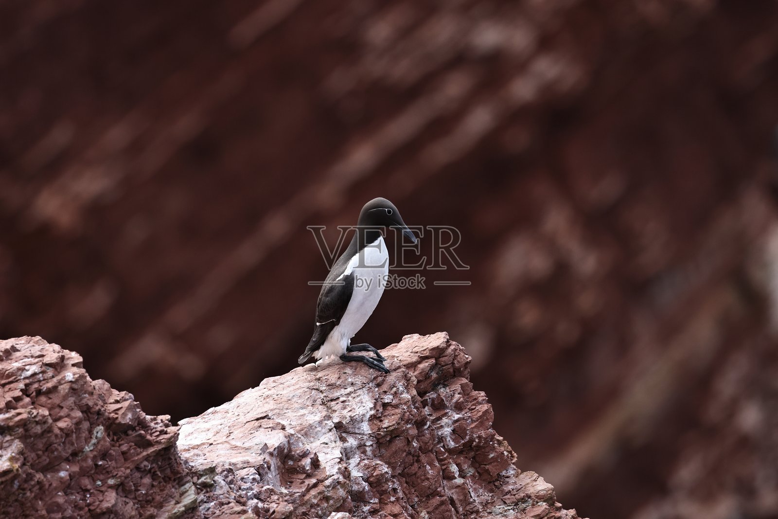 普通海雀照片摄影图片