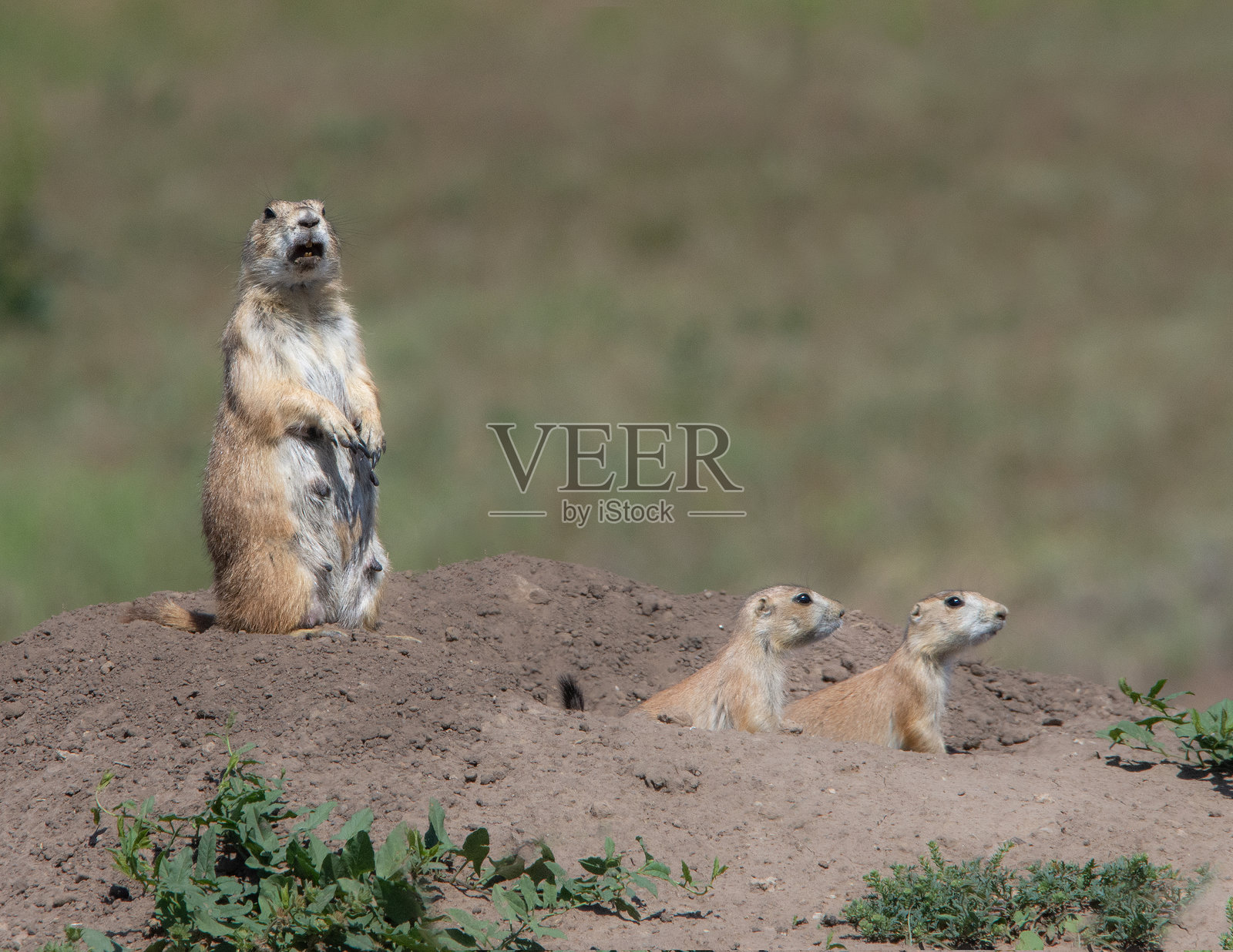 家庭出游照片摄影图片