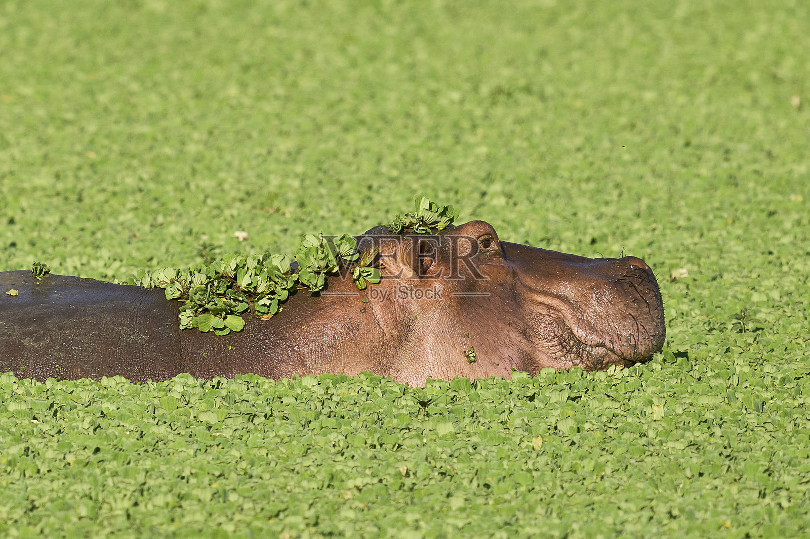 赞比亚南卢旺瓜国家公园的河马照片摄影图片