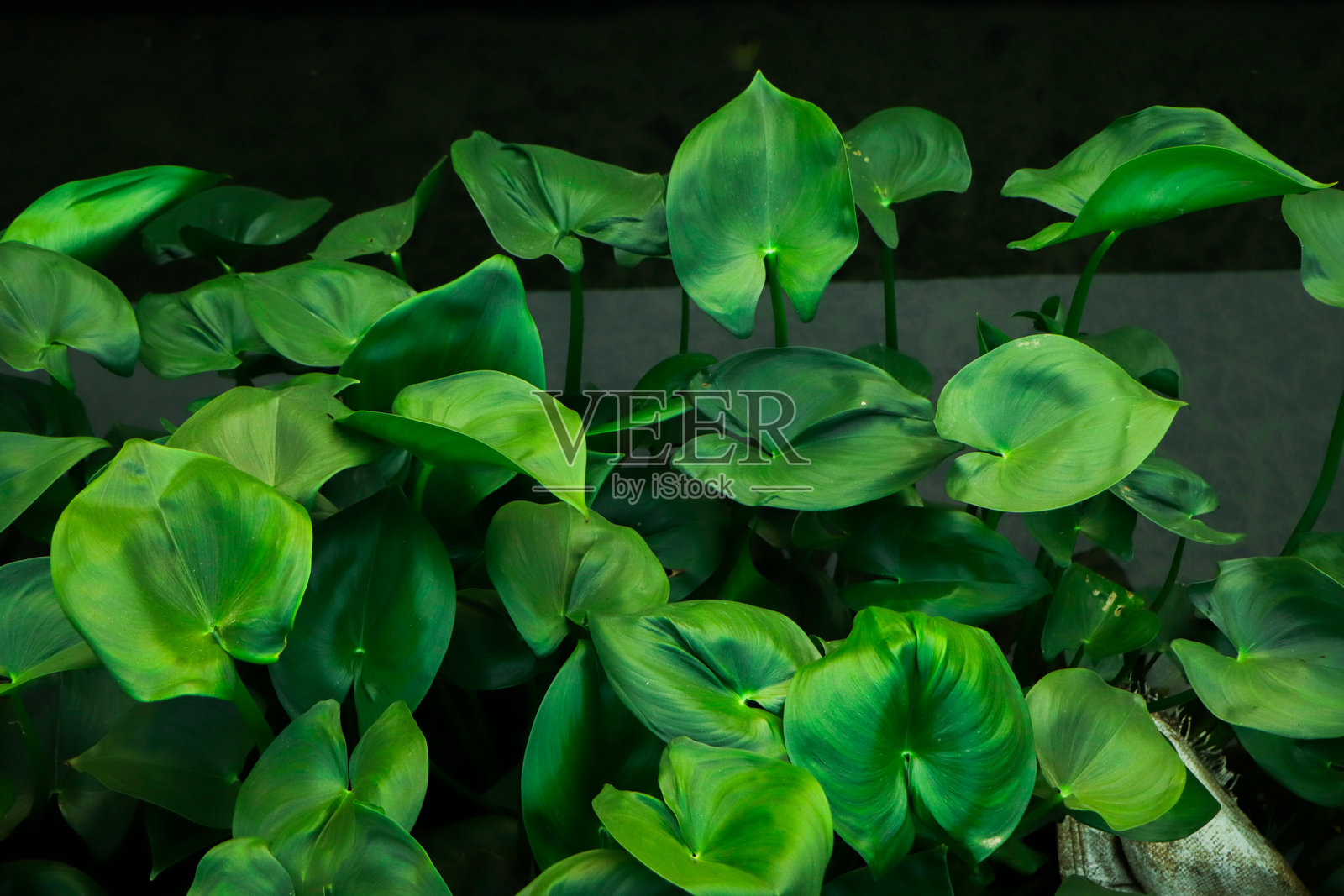 绿色叶子纹理。叶子纹理背景照片摄影图片