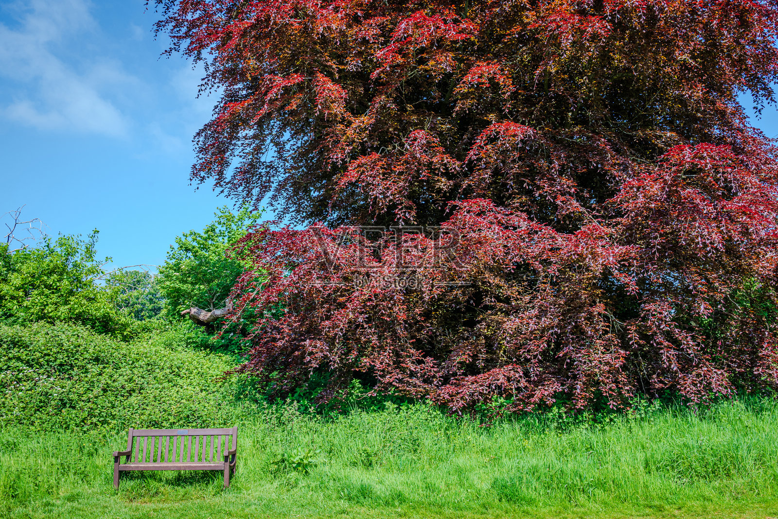 红叶树旁的木长椅照片摄影图片