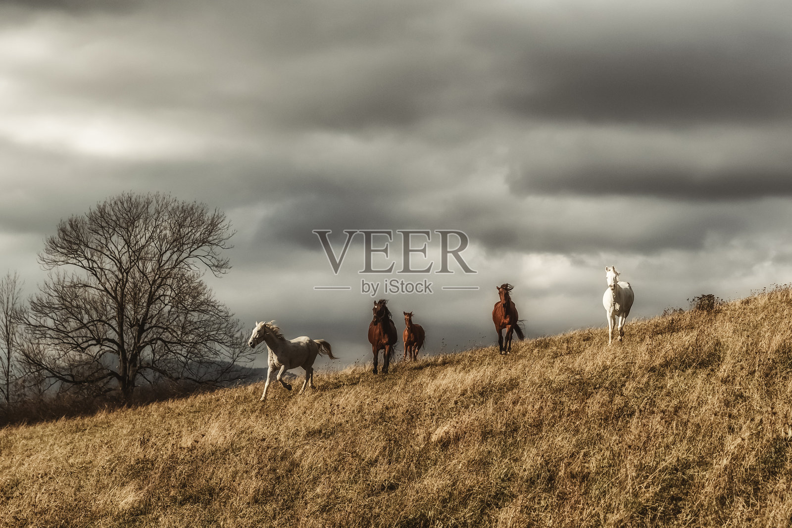 草原上的野马。自由照片摄影图片