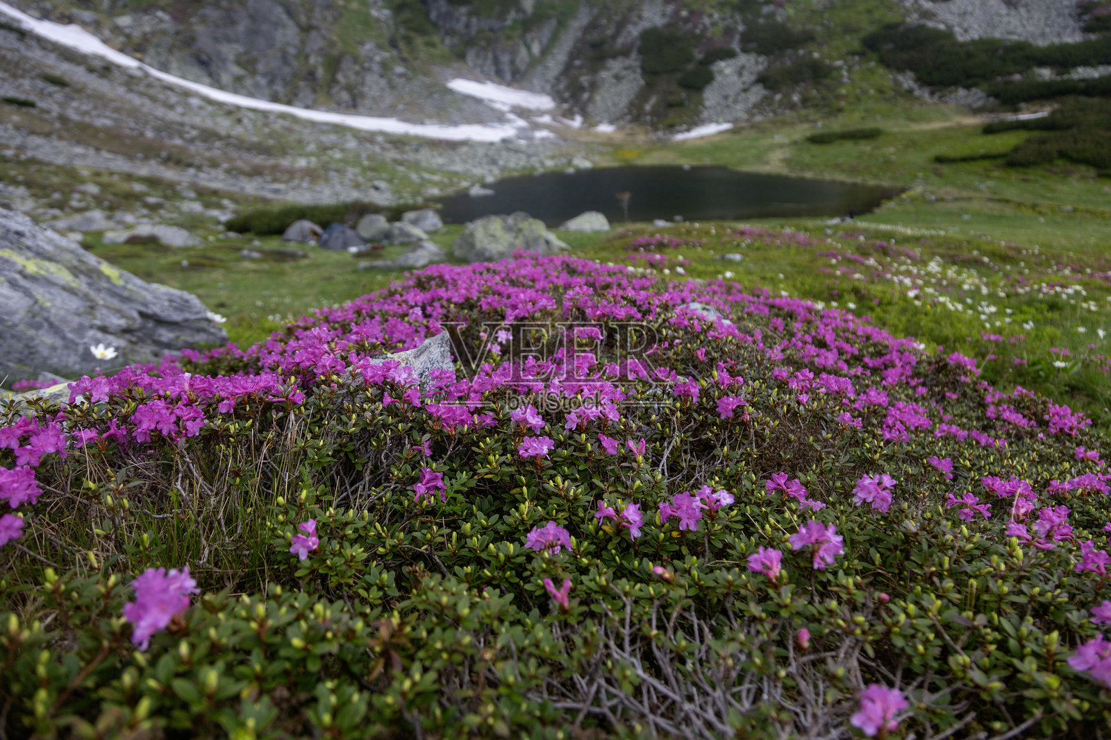 紫色山花铺满高地风景,附近有清澈的湖泊,四周环绕着岩石环和雪地。照片摄影图片