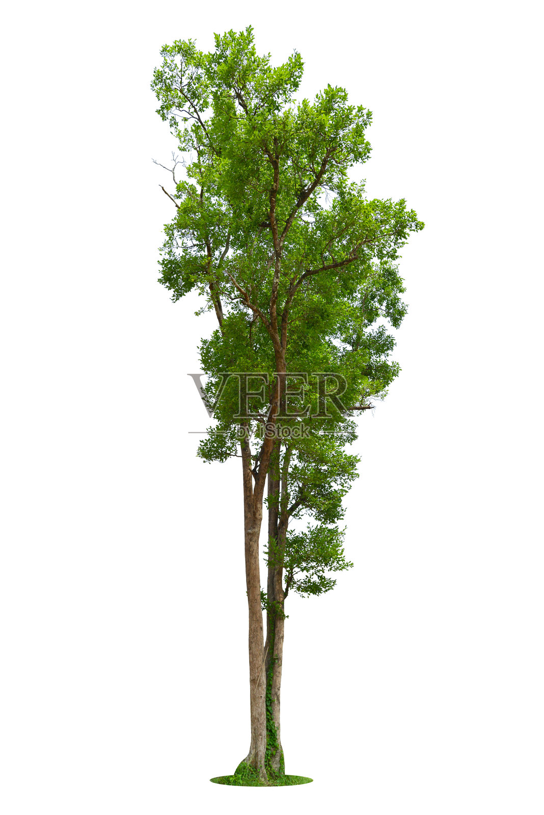 孤立在白色背景上的树木,热带树木孤立用于设计、广告和建筑。照片摄影图片