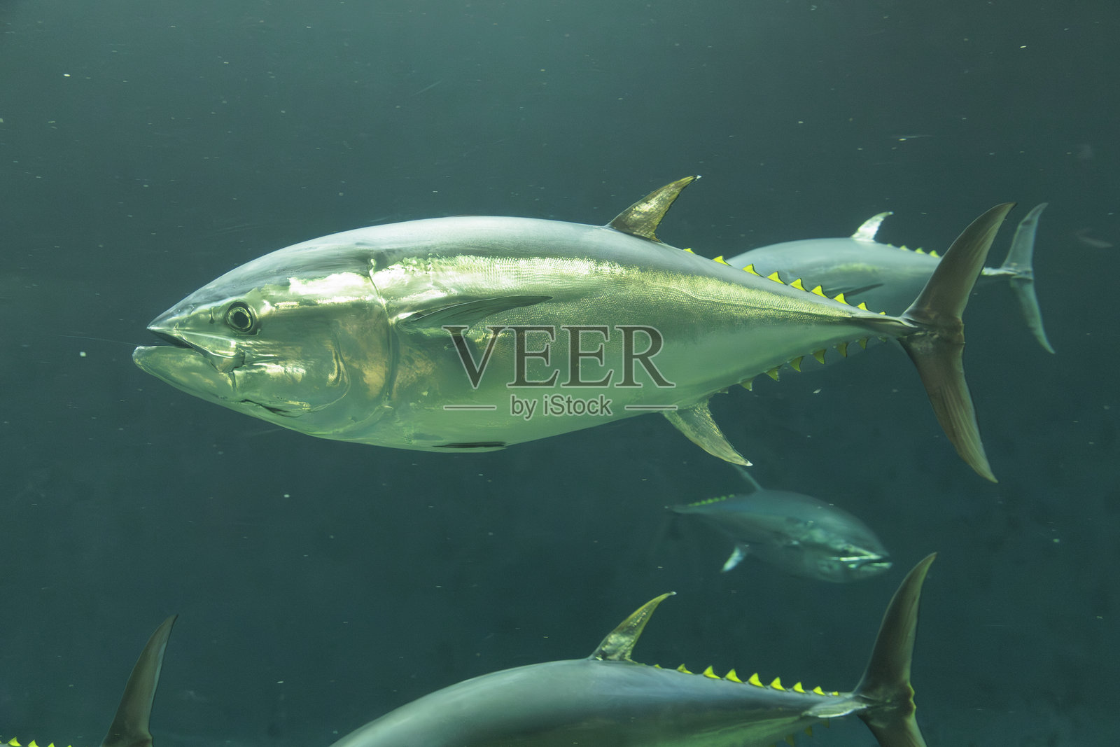 游泳的蓝鳍金枪鱼照片摄影图片