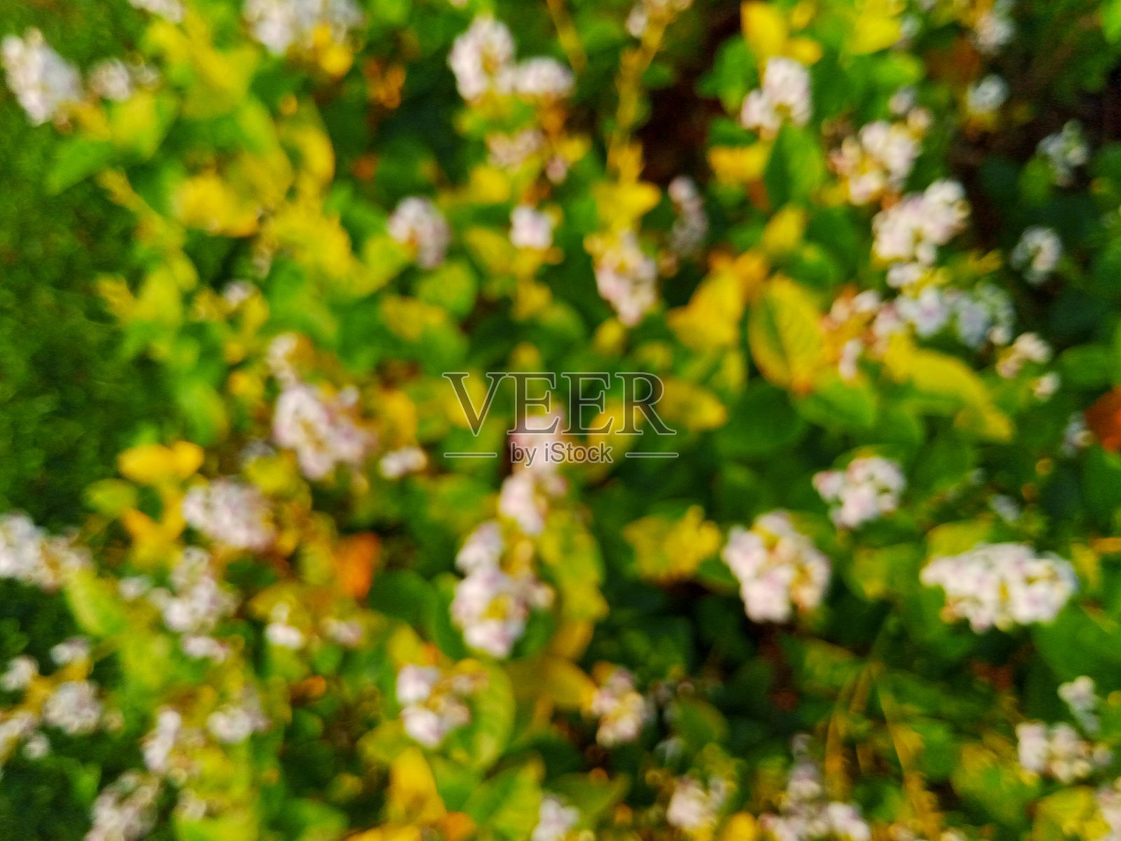 虚焦的茉莉 ornamental plants照片摄影图片