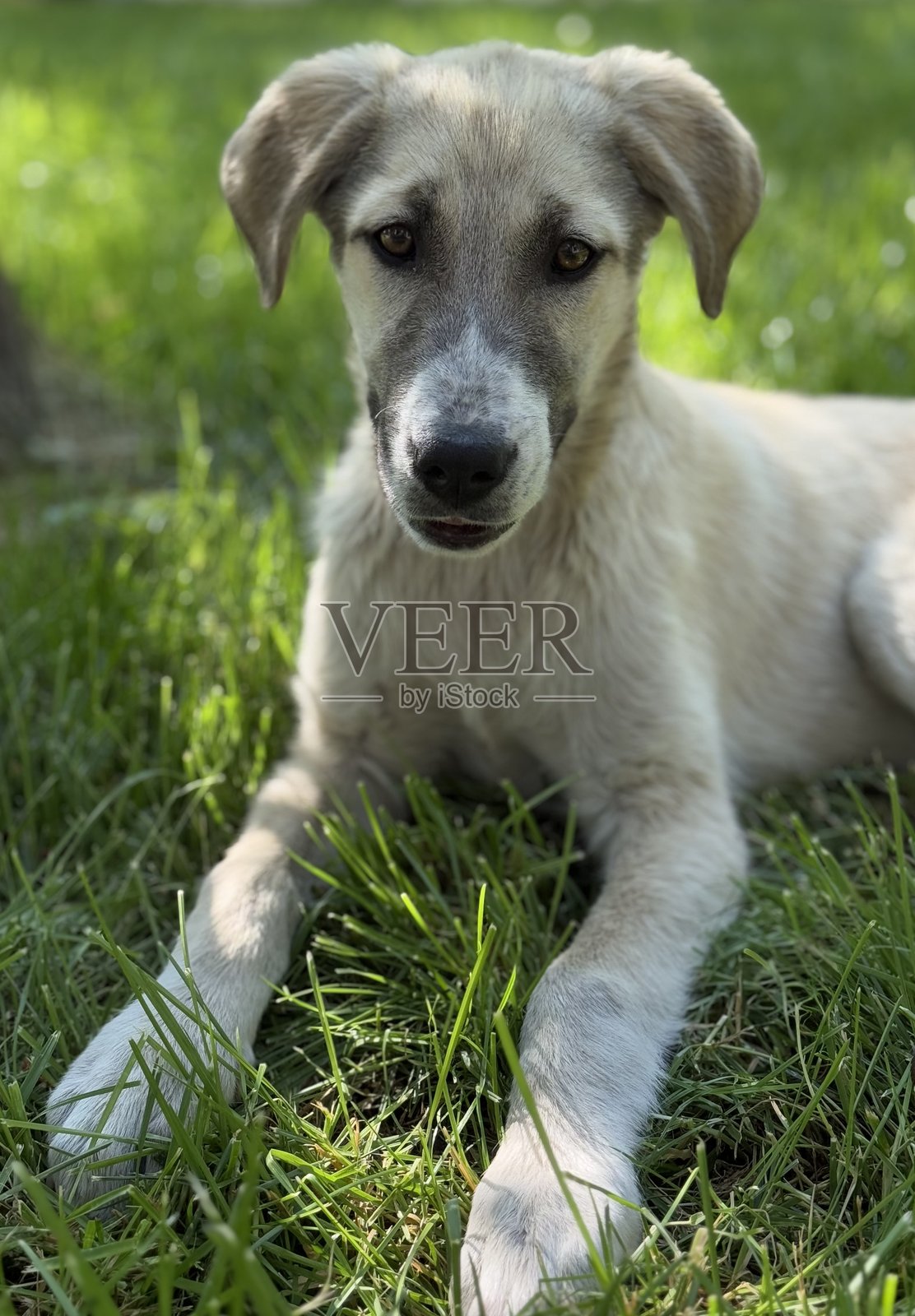 可爱的街头狗照片摄影图片