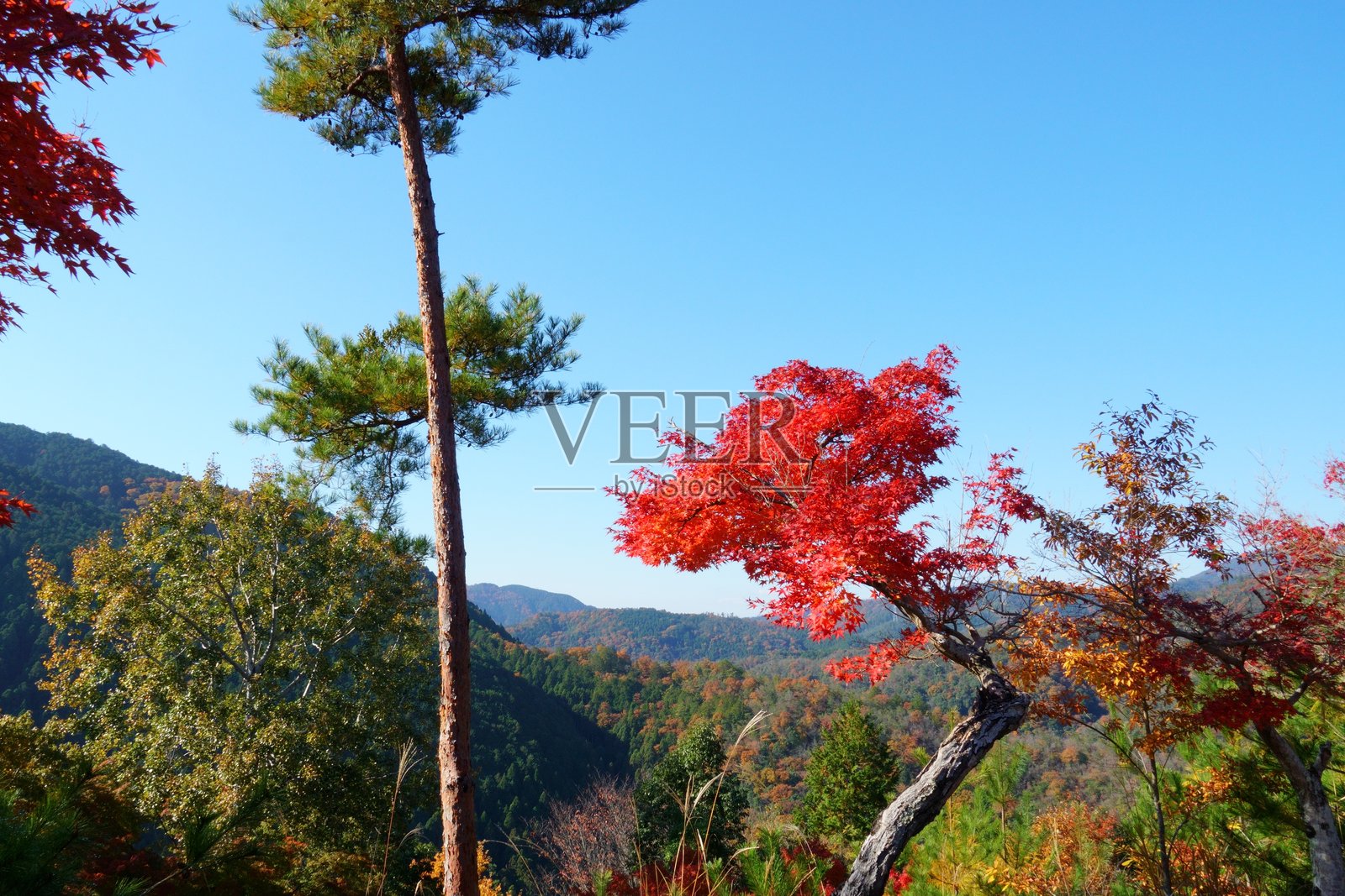 树叶变色照片摄影图片