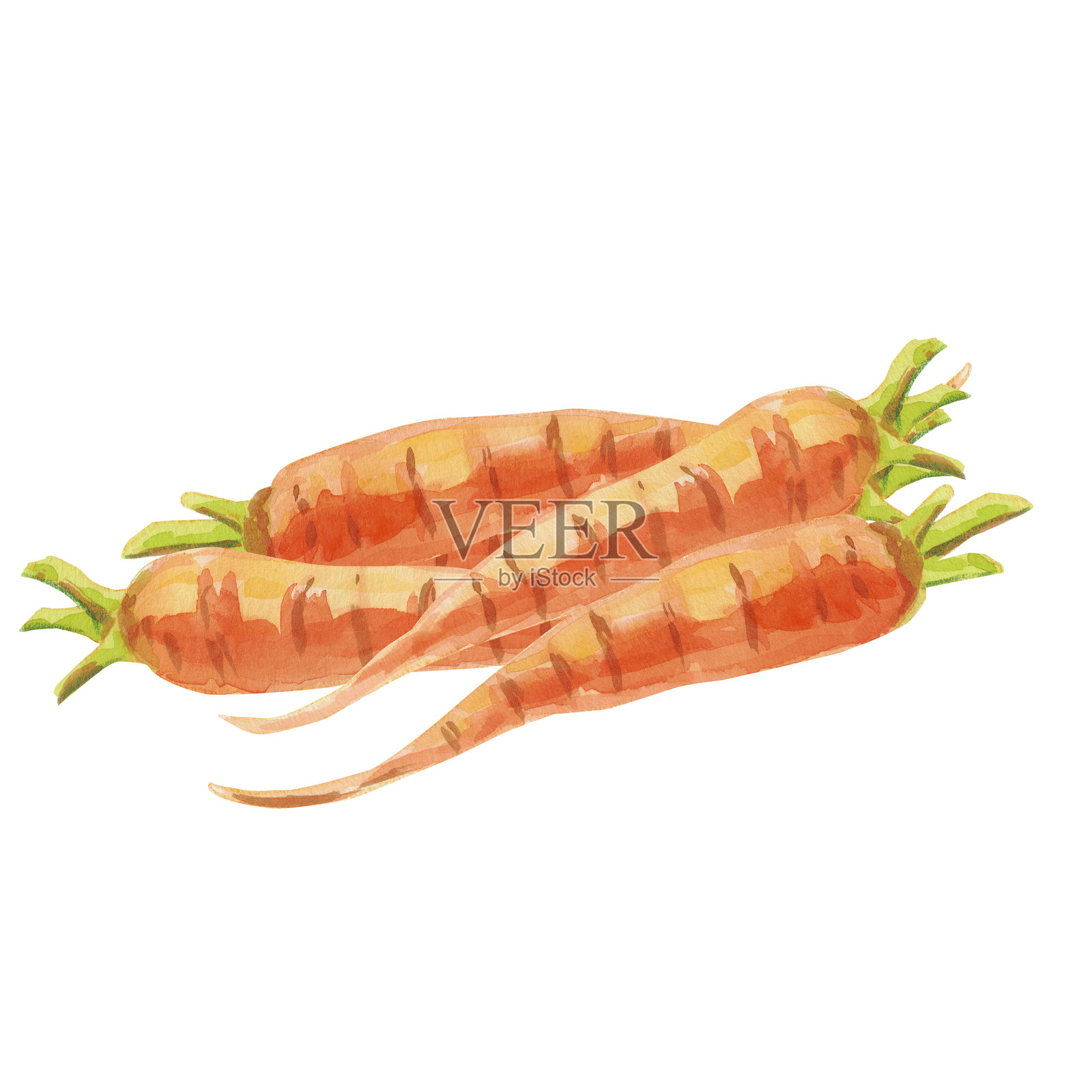 手绘水彩胡萝卜束,根部元素孤立在白色背景上。适用于杂志或食谱书插图、海报和卡片设计、菜单封面、健康饮食或有机食品品牌。插画图片素材