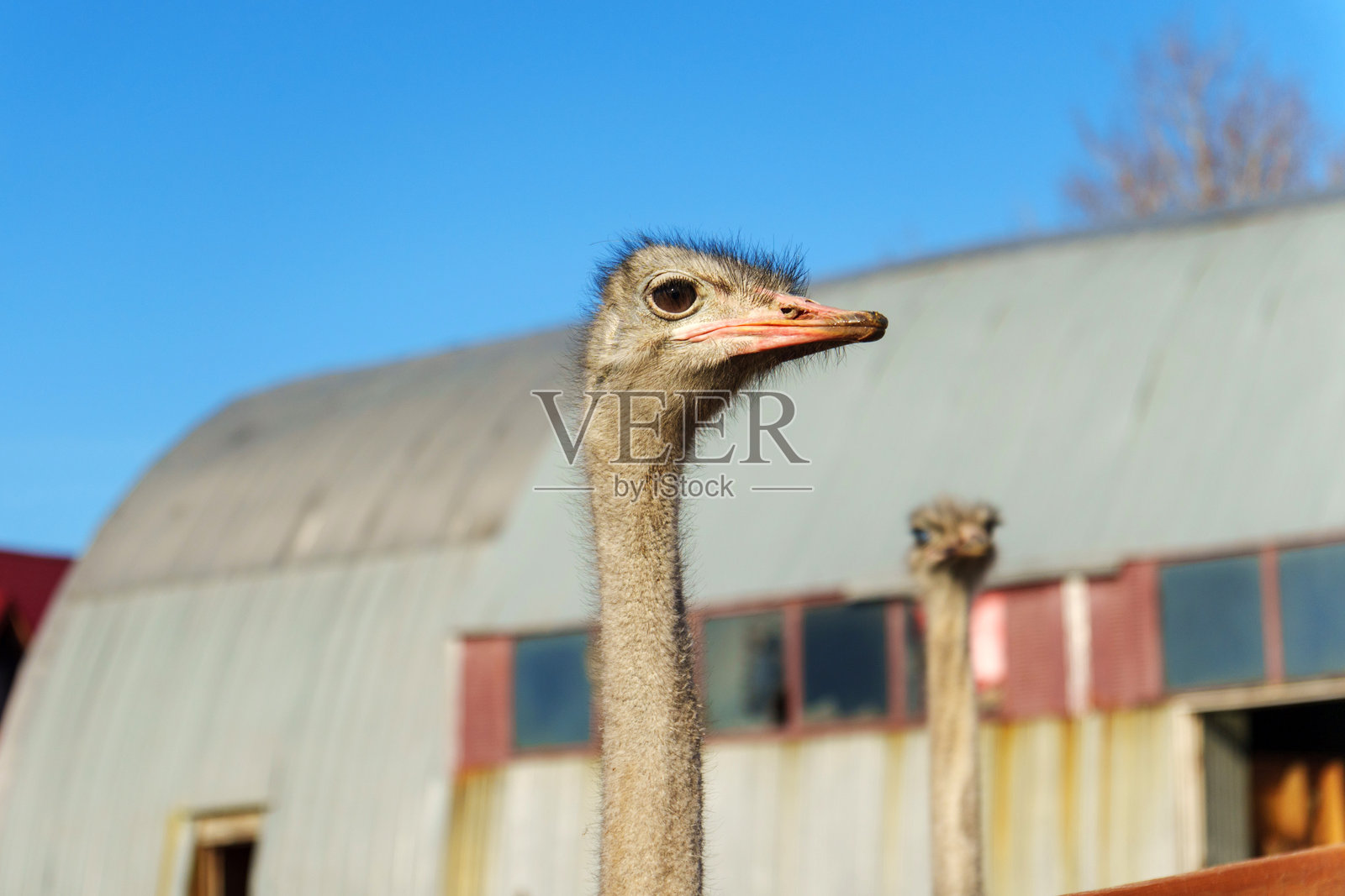 一只好奇表情的鸵鸟在蓝天下靠近谷仓的特写镜头照片摄影图片