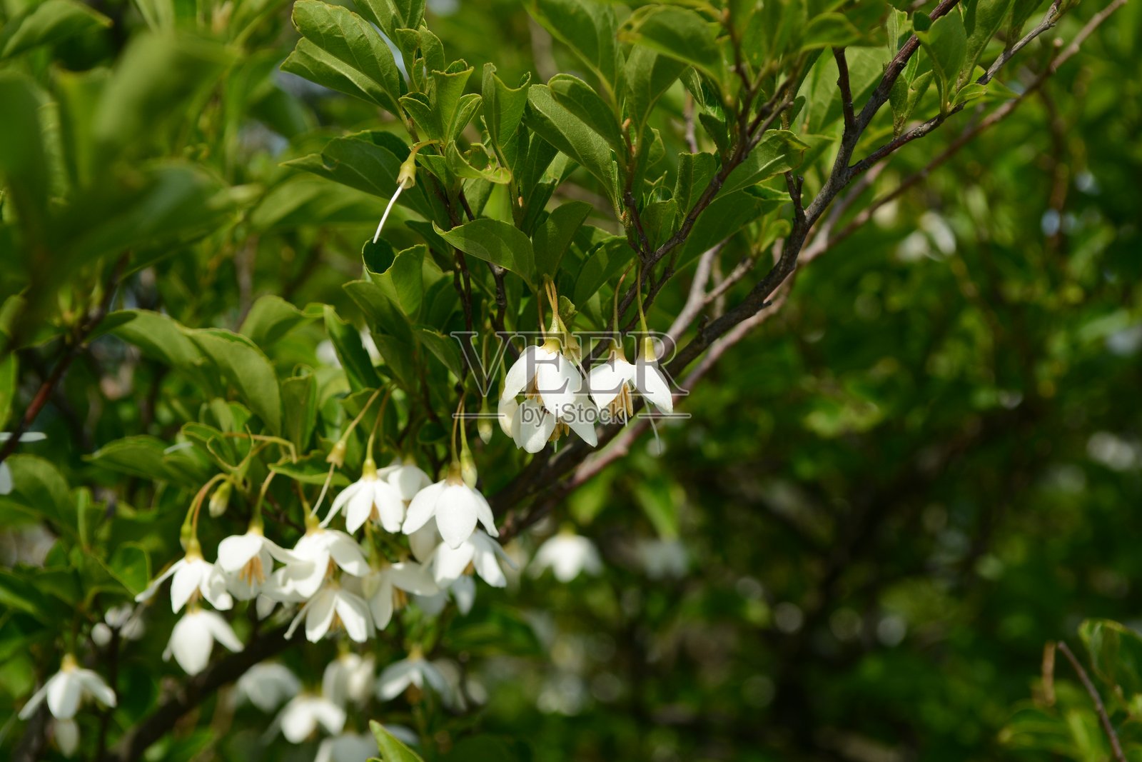 韩国香樟树特写,果实、树皮和绿色叶子照片摄影图片