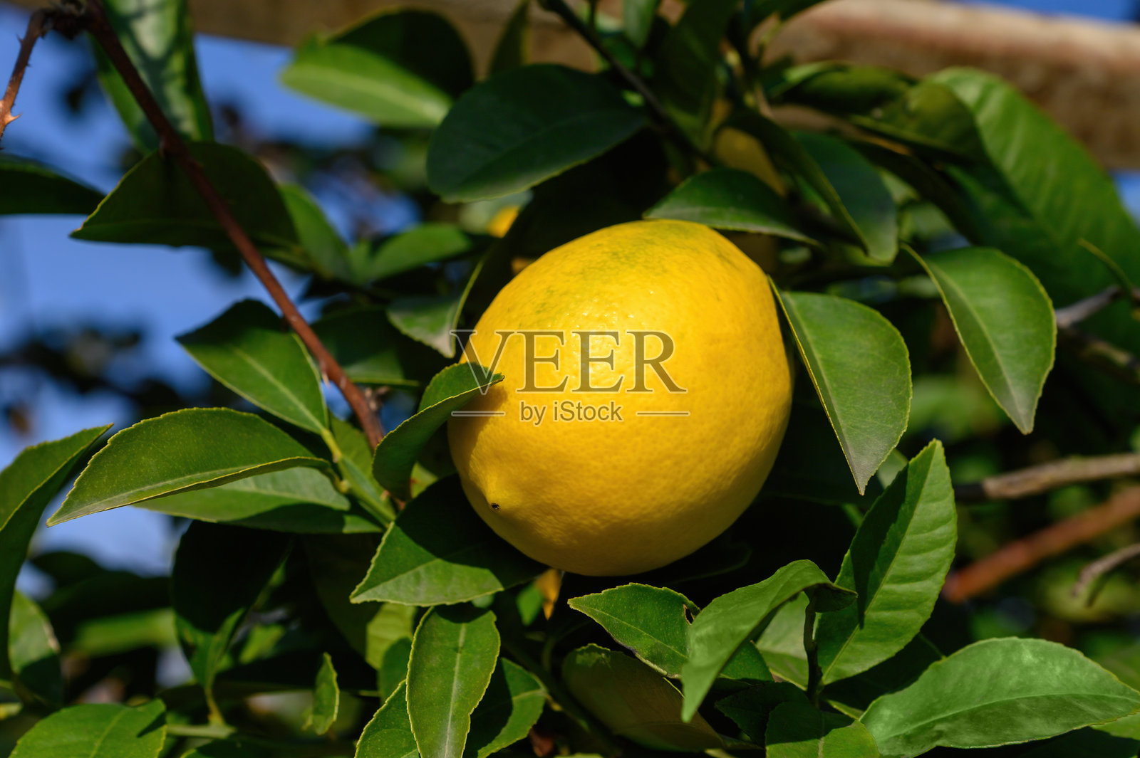 一颗成熟的柠檬挂在绿叶丛中的一根树枝上。照片摄影图片