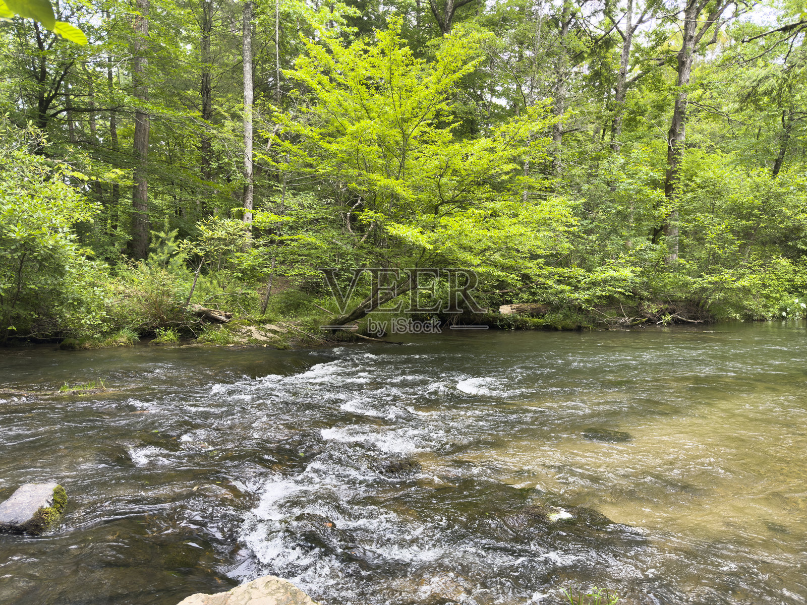 田纳西州美国森林中的小美丽溪流照片摄影图片