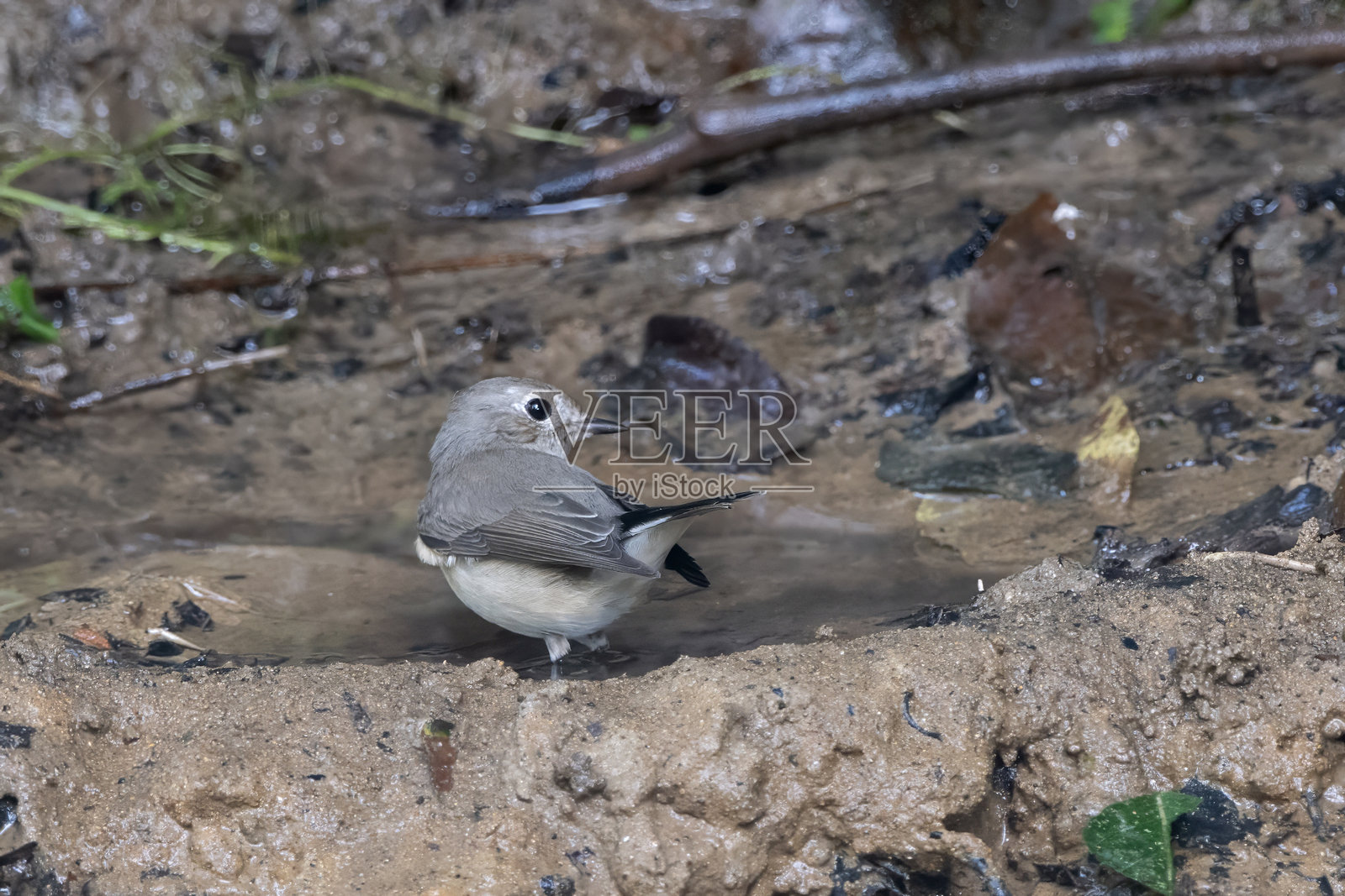 在印度阿萨姆邦卡林甘杰看到的泰加捕蝇鸟或白腹捕蝇鸟(Ficedula albicilla)照片摄影图片