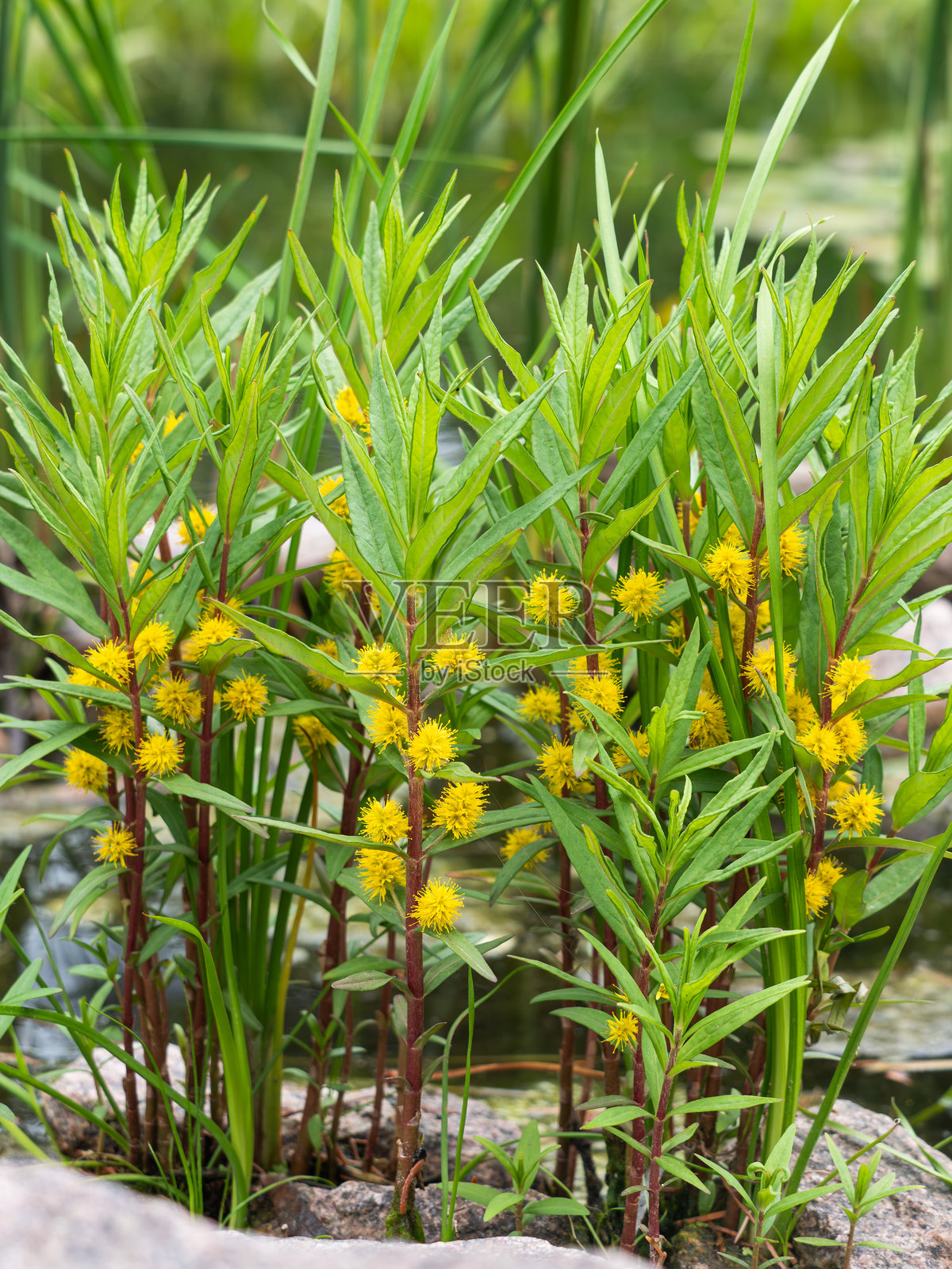 黄花鸵鸟花黄花菜生长在小水体的边缘。照片摄影图片
