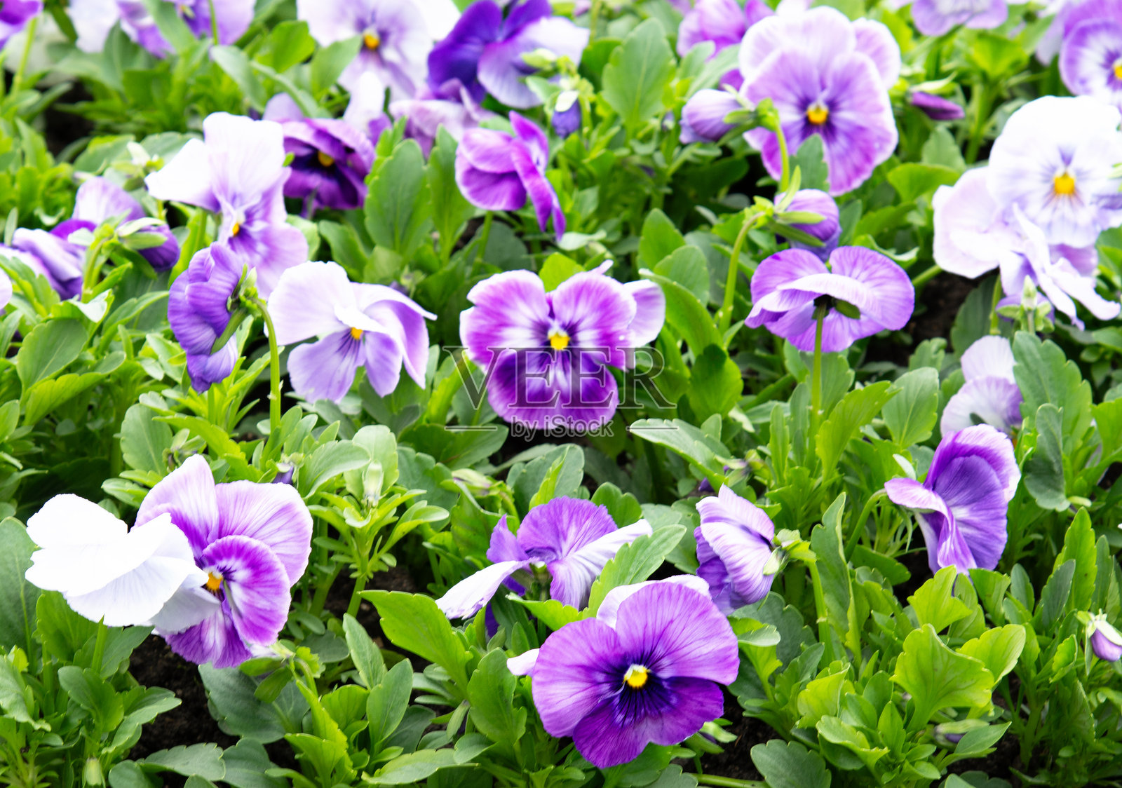 三色堇 - 春季花园种植、护理和理想条件照片摄影图片