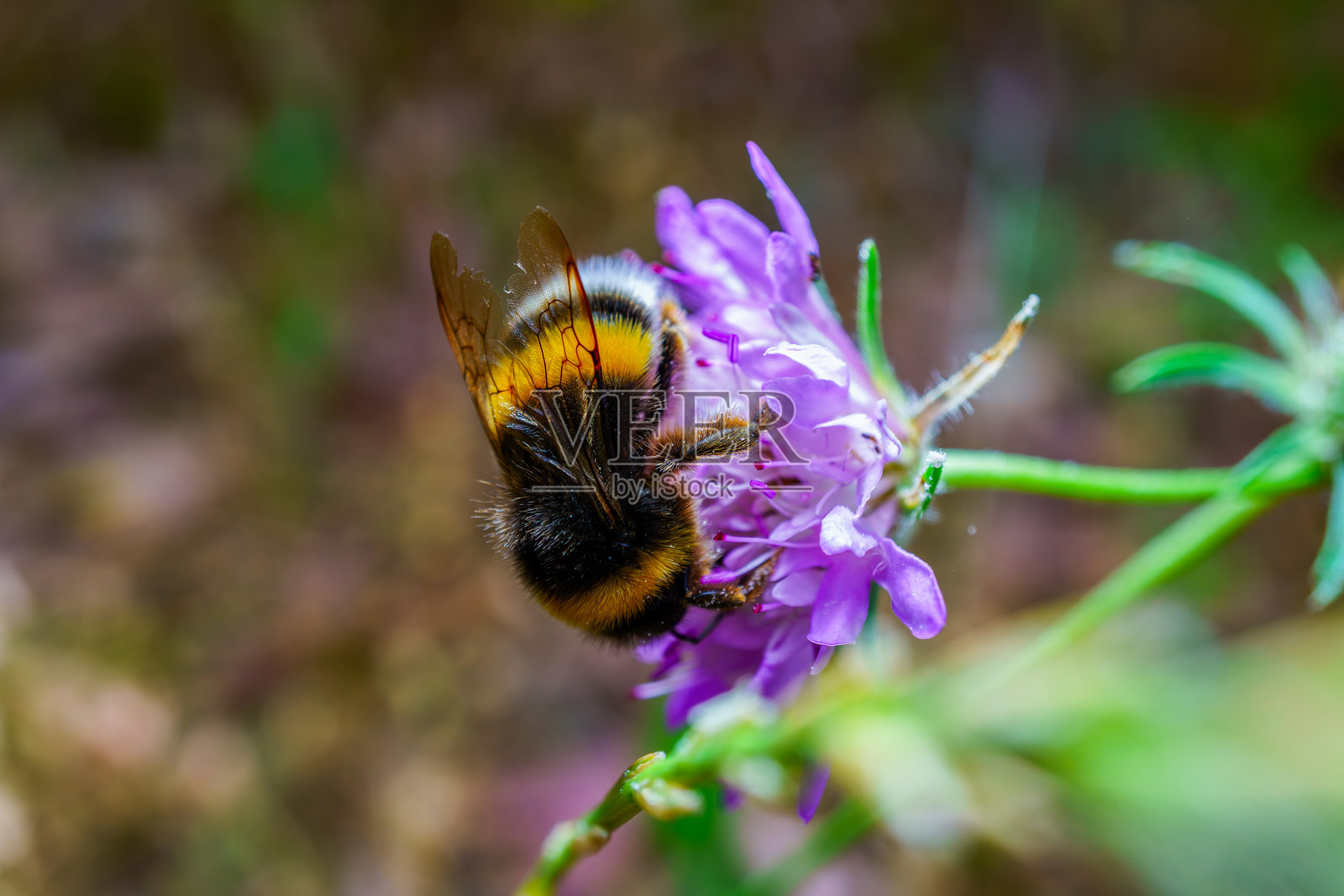 大黄蜂在特写镜头中为紫色花朵授粉照片摄影图片