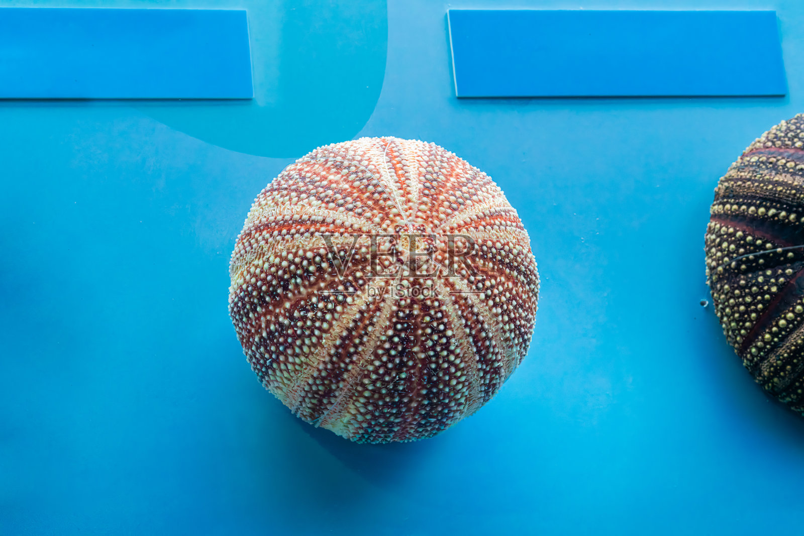 海胆照片摄影图片