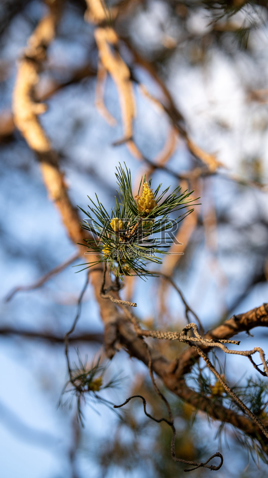 阳光下树枝上的幼松芽照片摄影图片