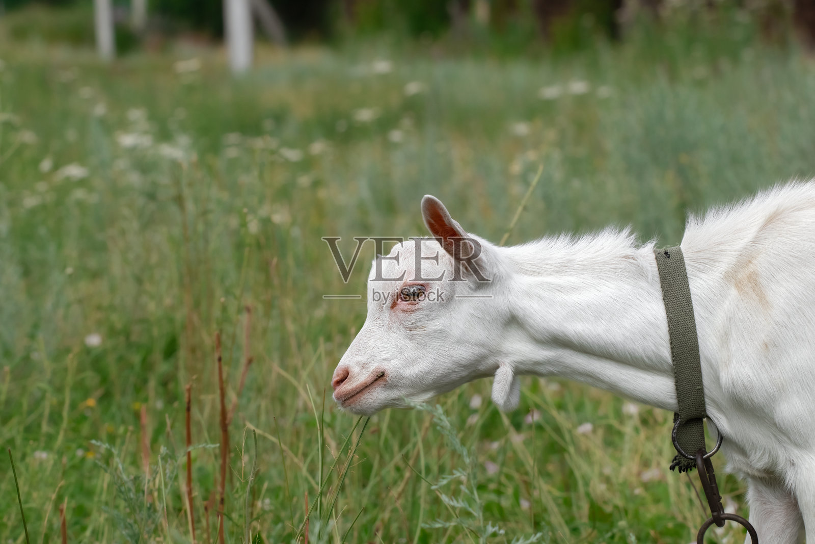 搞笑的山羊在绿色草坪上吃草。搞笑山羊的特写肖像。可爱的动物。照片摄影图片